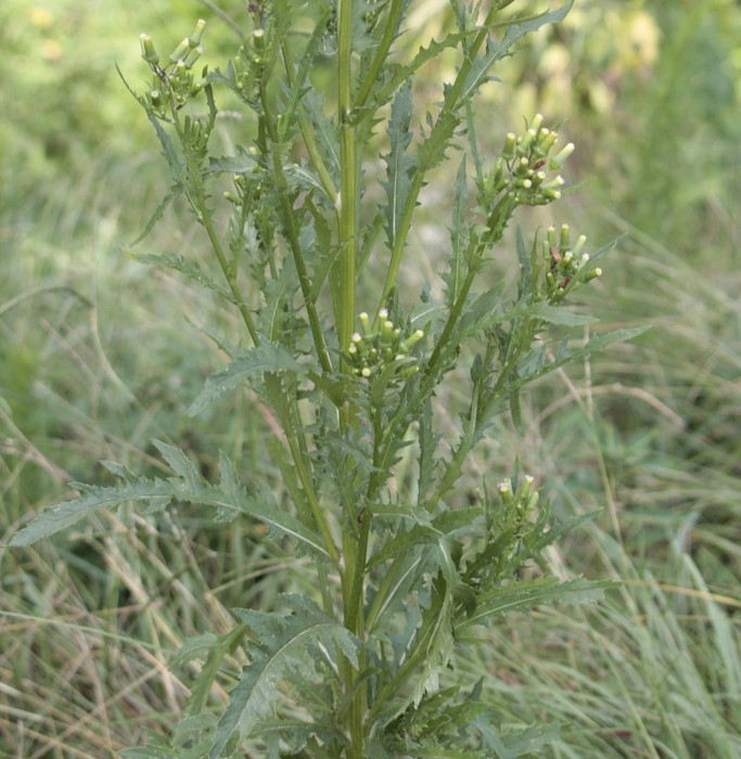 image of Erechtites hieraciifolius