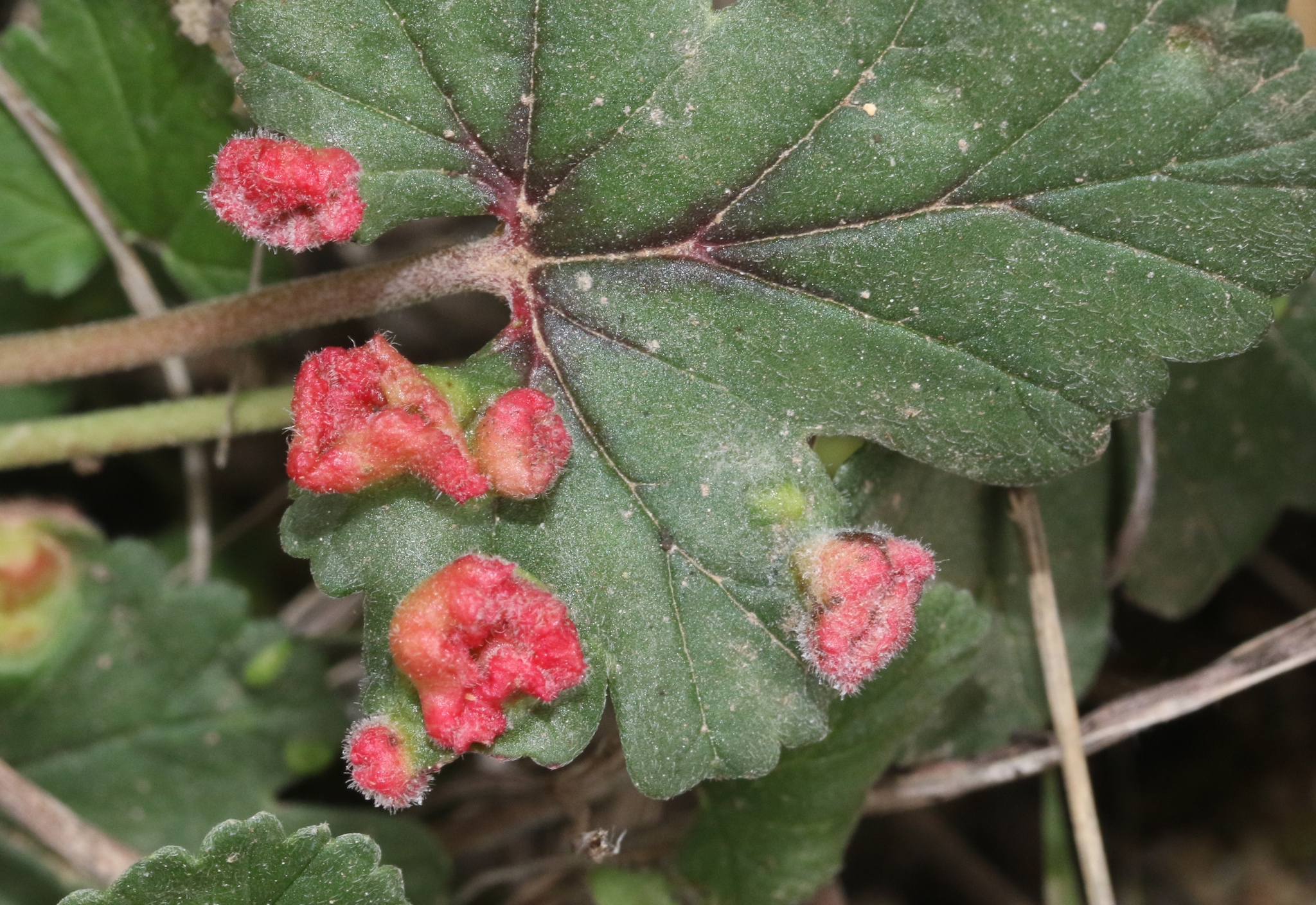 Gall image