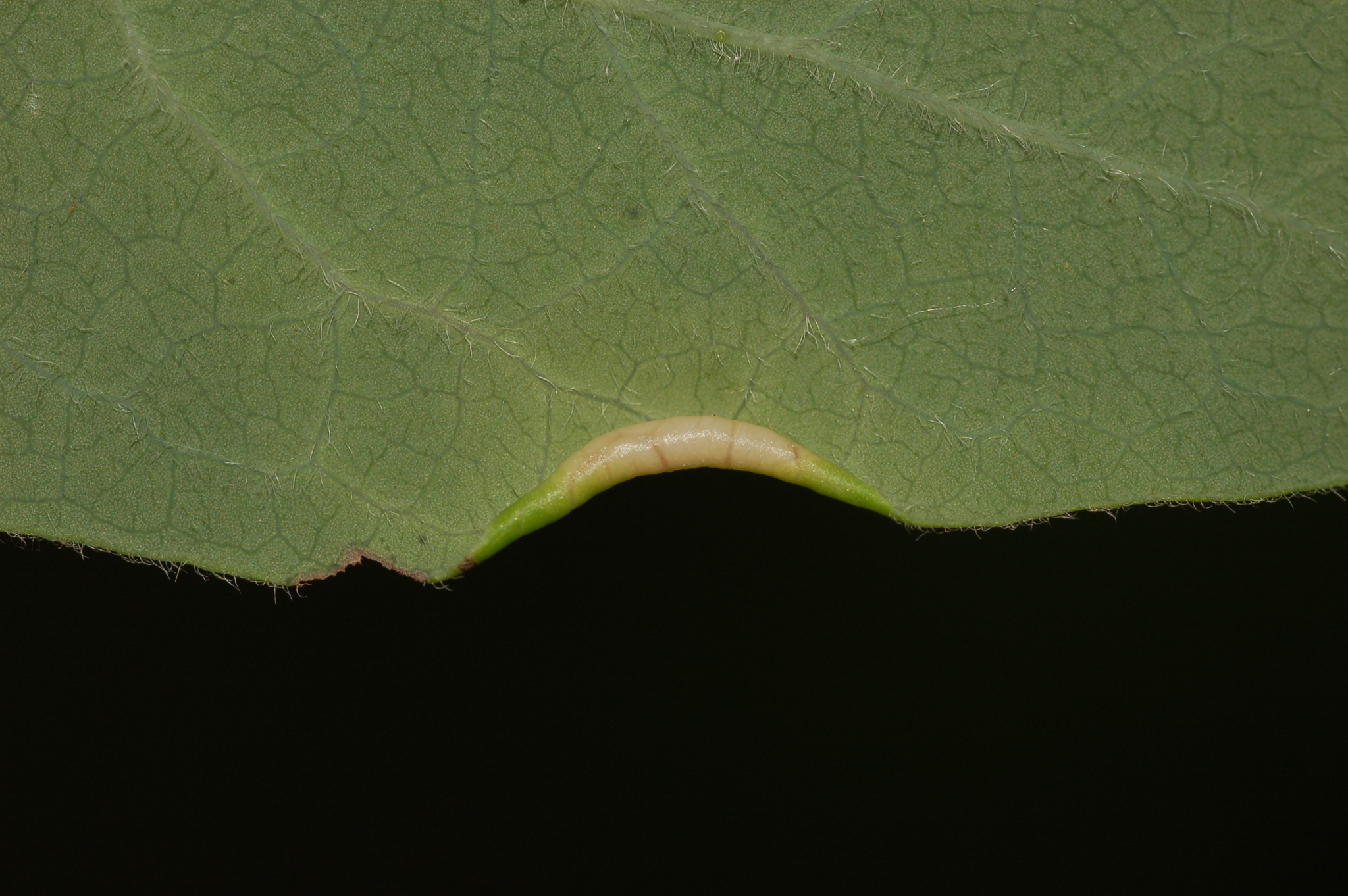 Gall image
