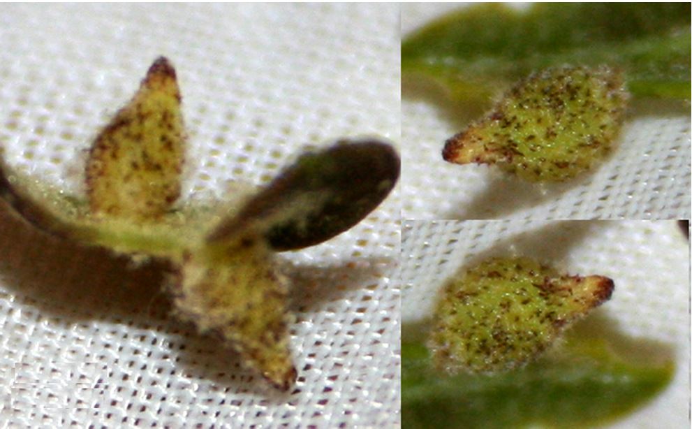 Gall image