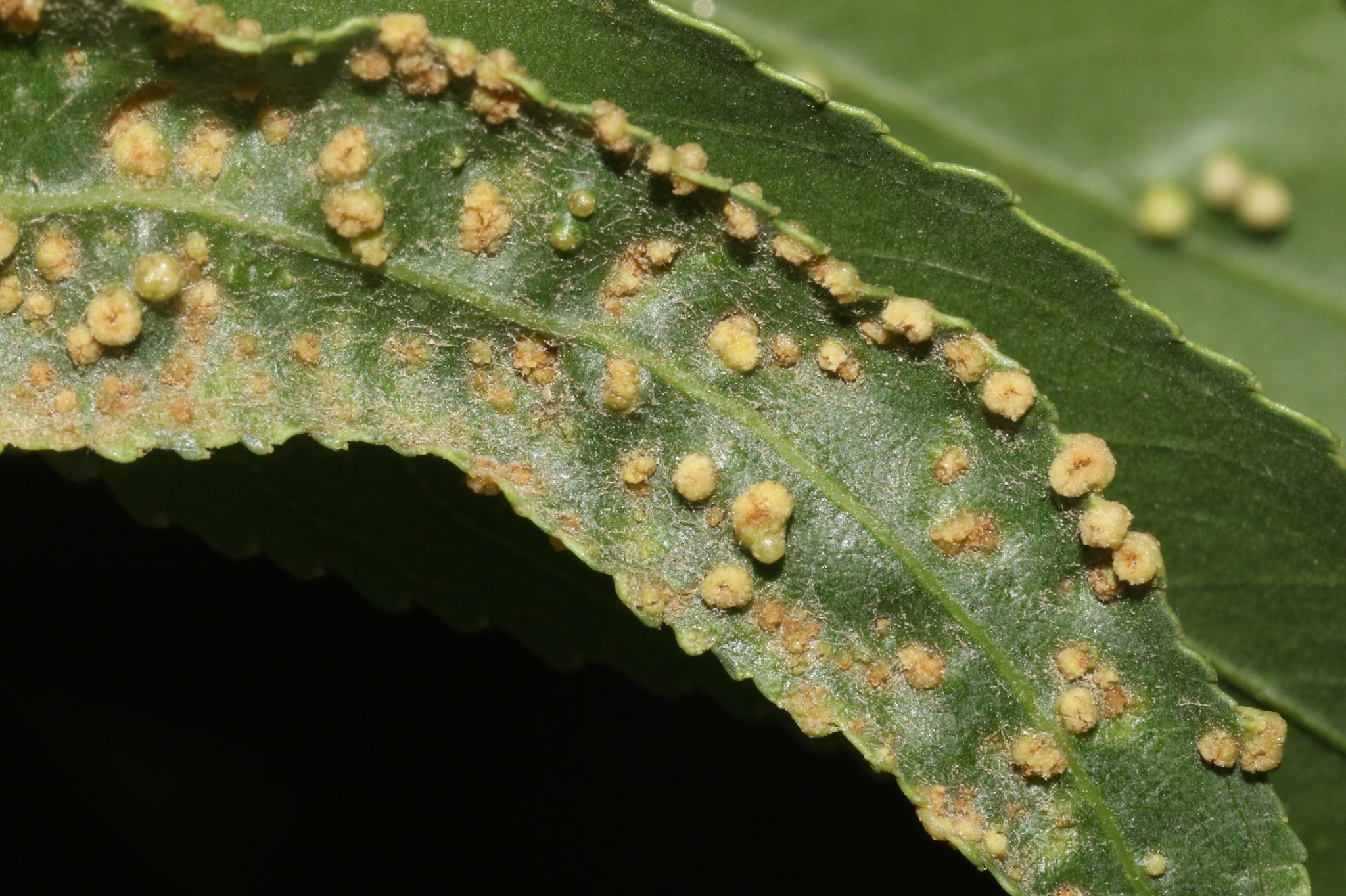Gall image