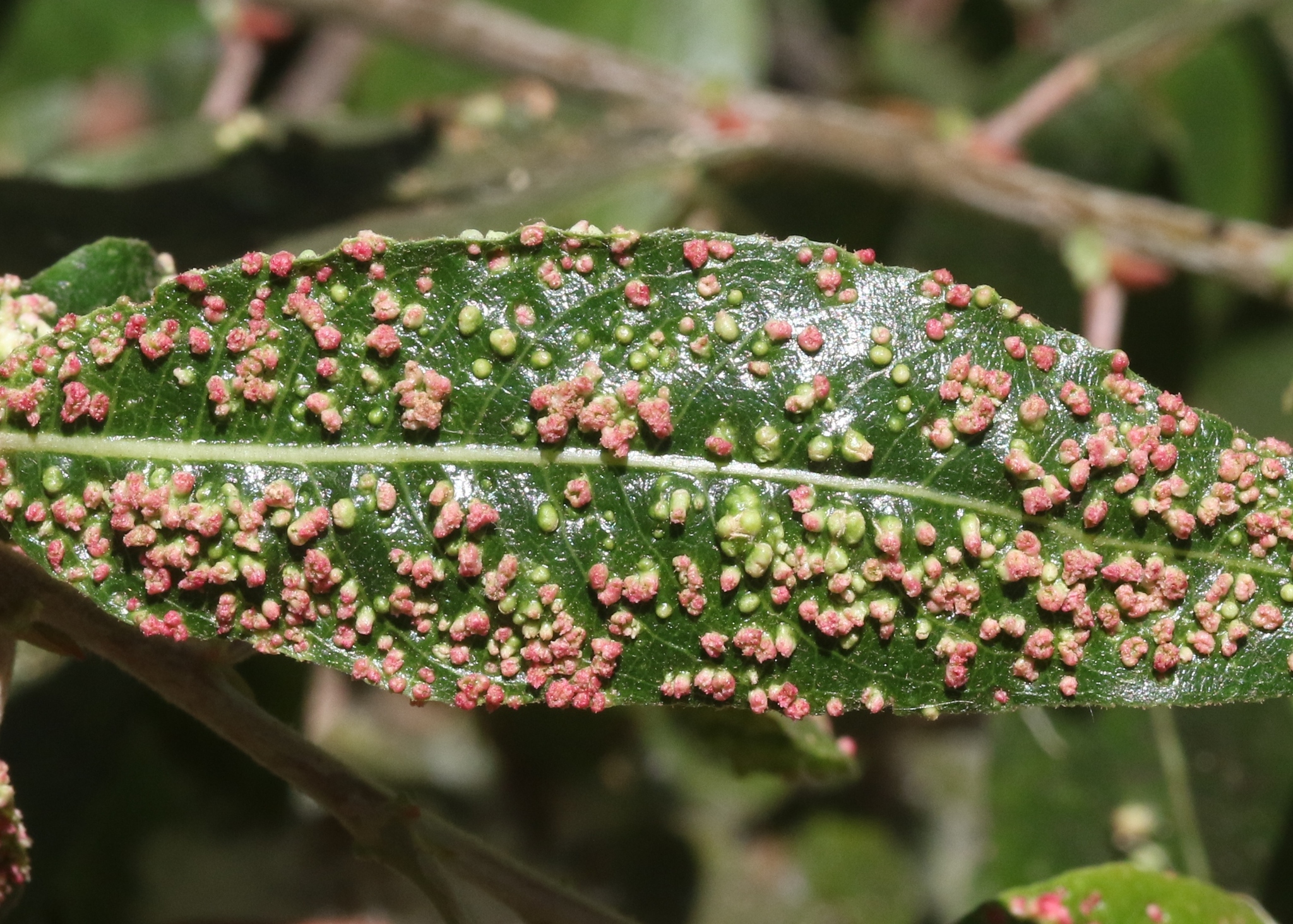 Gall image