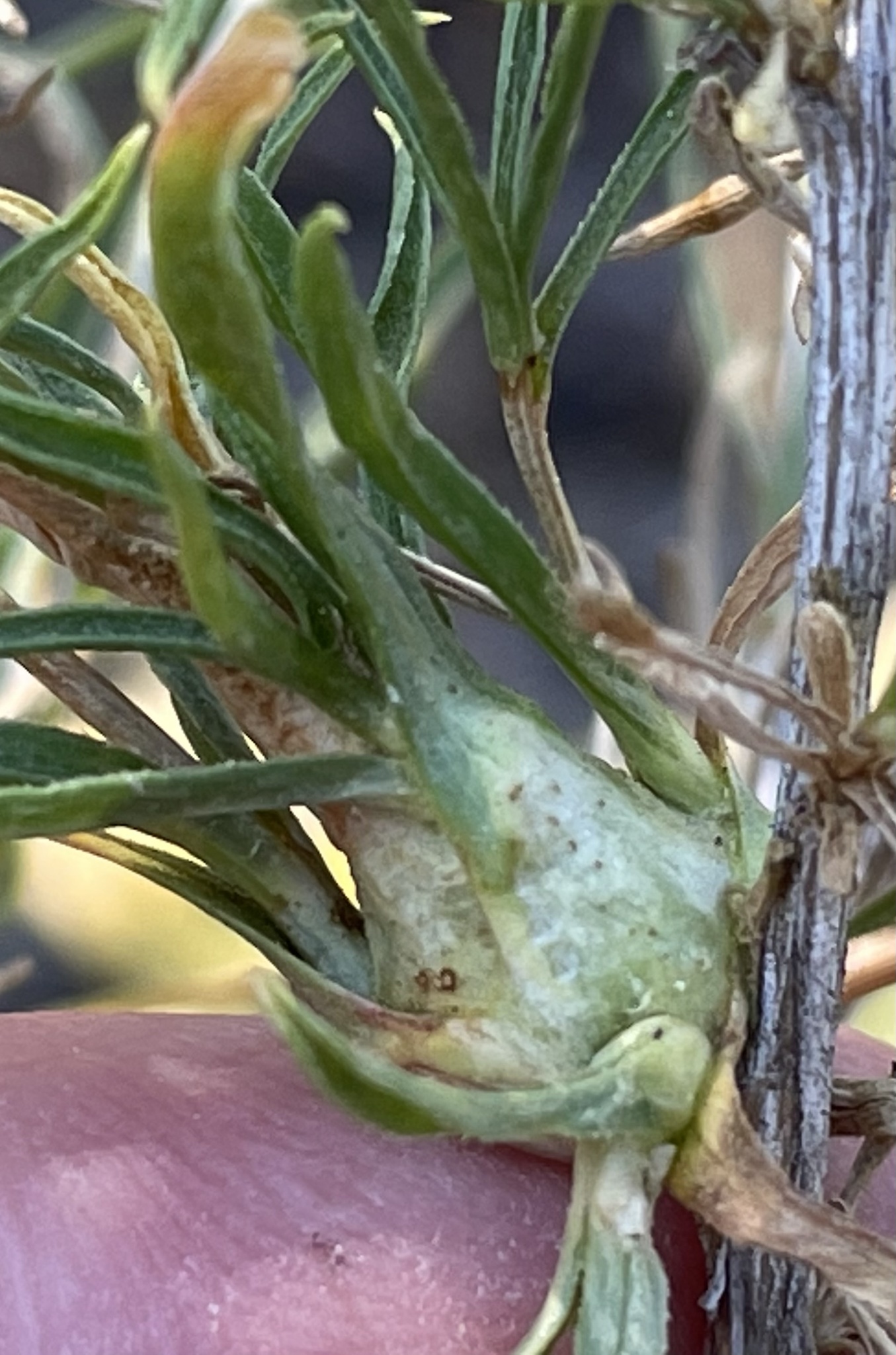 Gall image