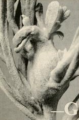 image of Oxyna aterrima