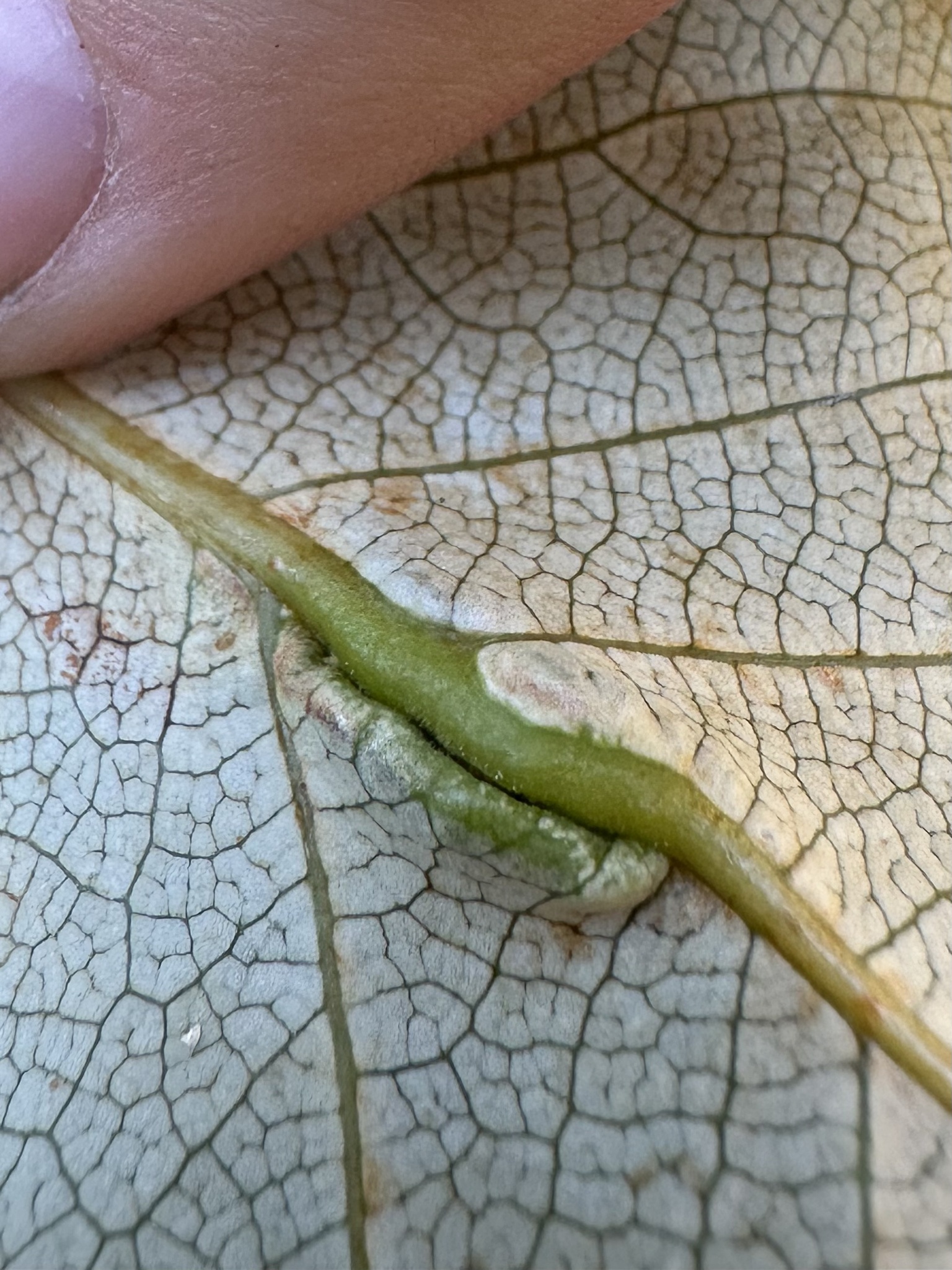 Gall image