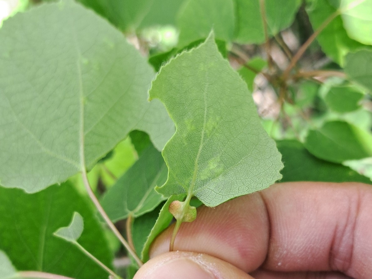 Gall image