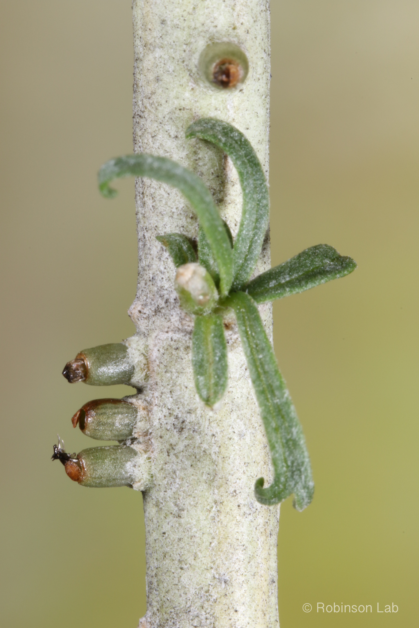 Gall image