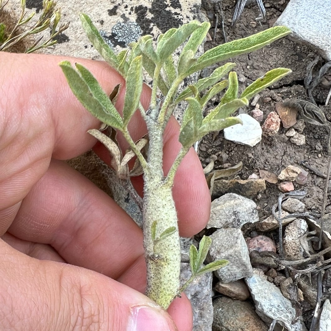 image of Neolasioptera s-ambigua-abrupt-stem-swelling