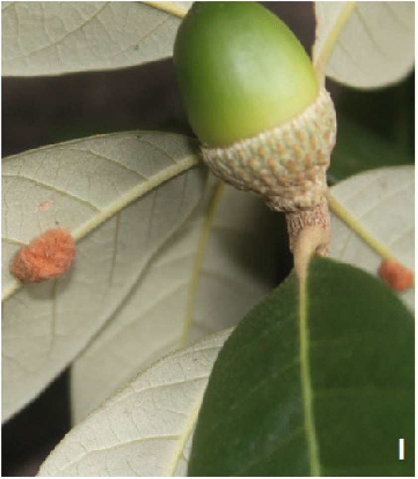 Image from source