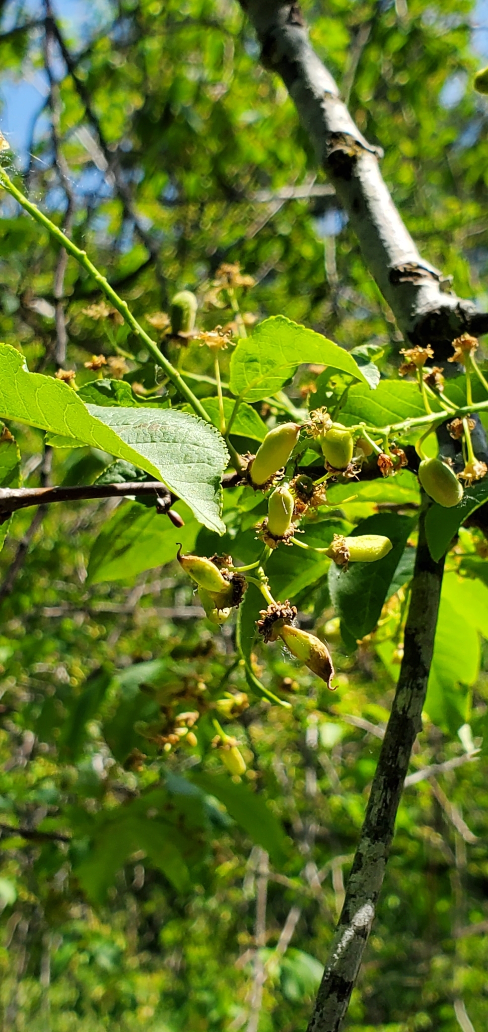 Gall image