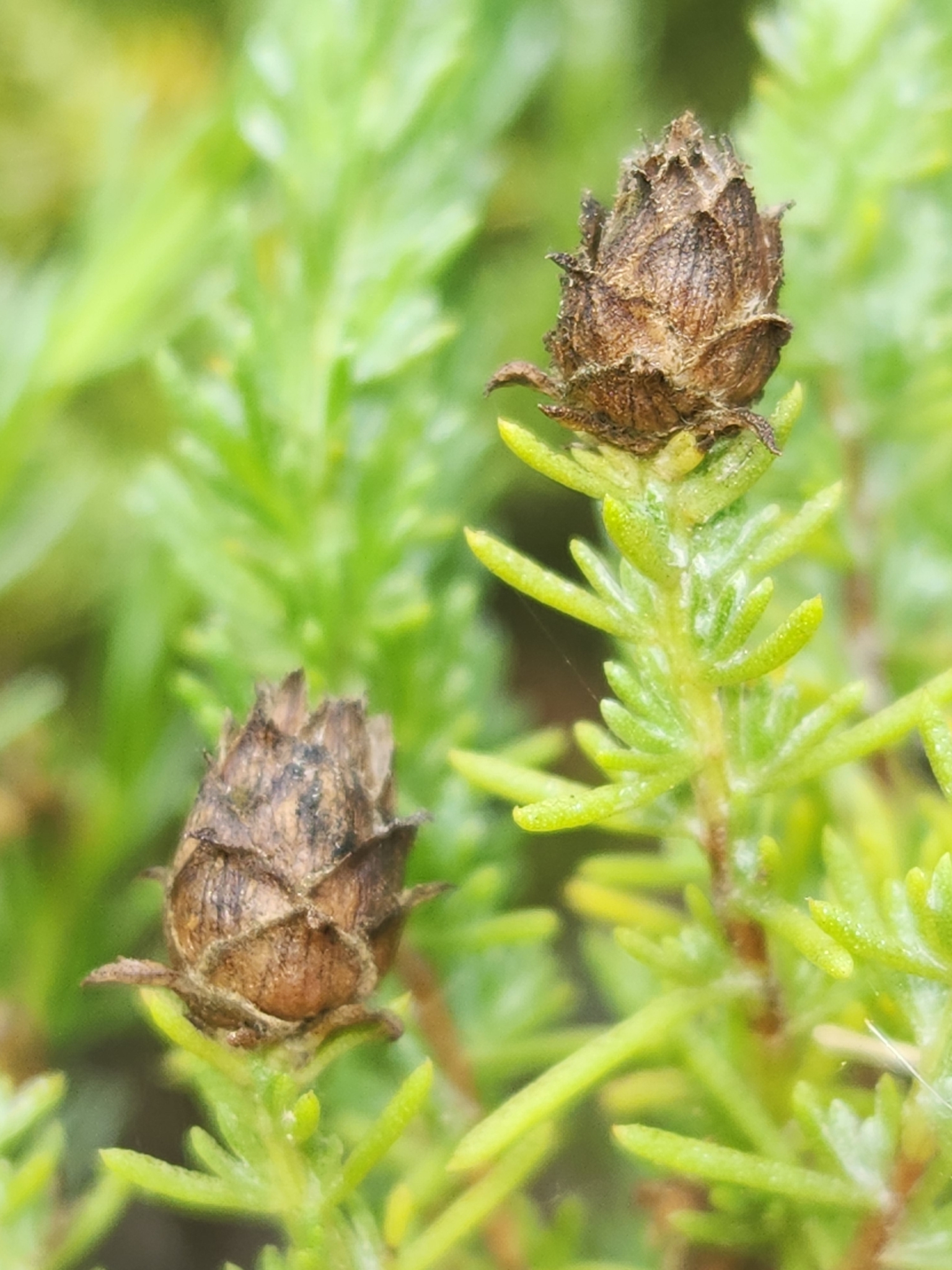 Gall image
