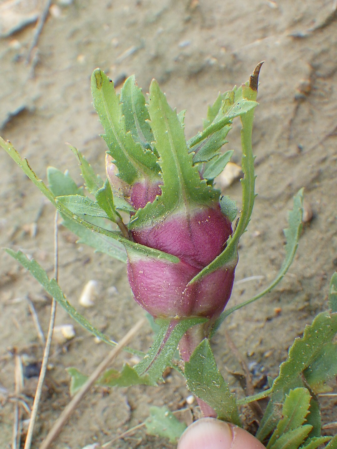 Gall image