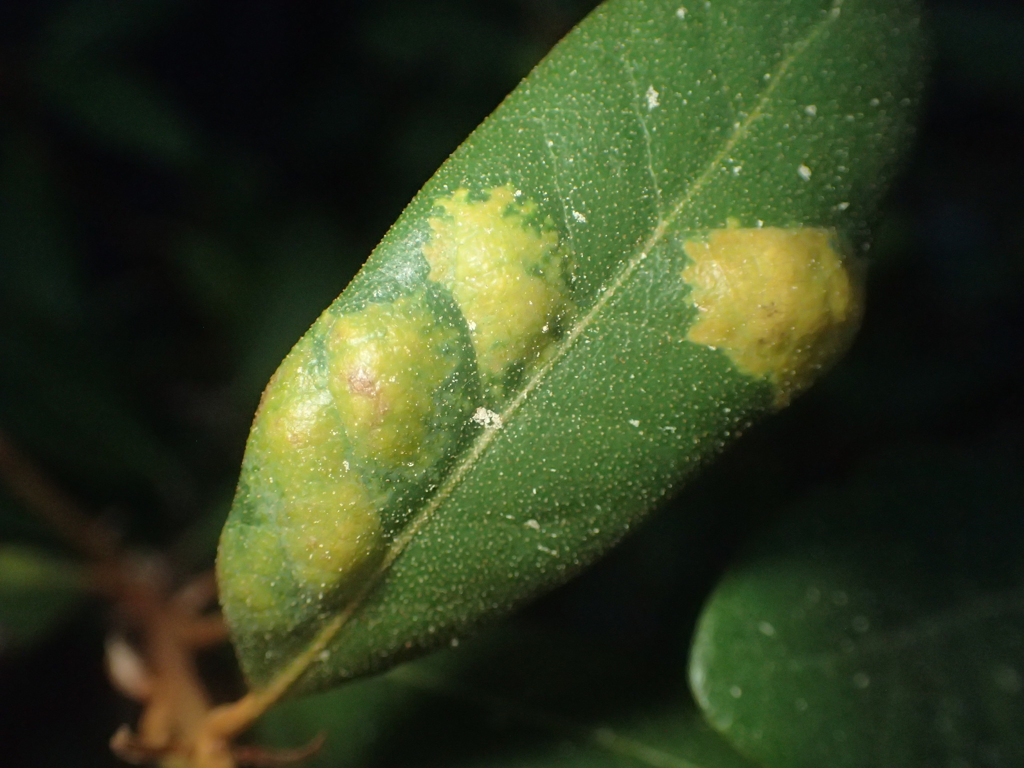 Gall image