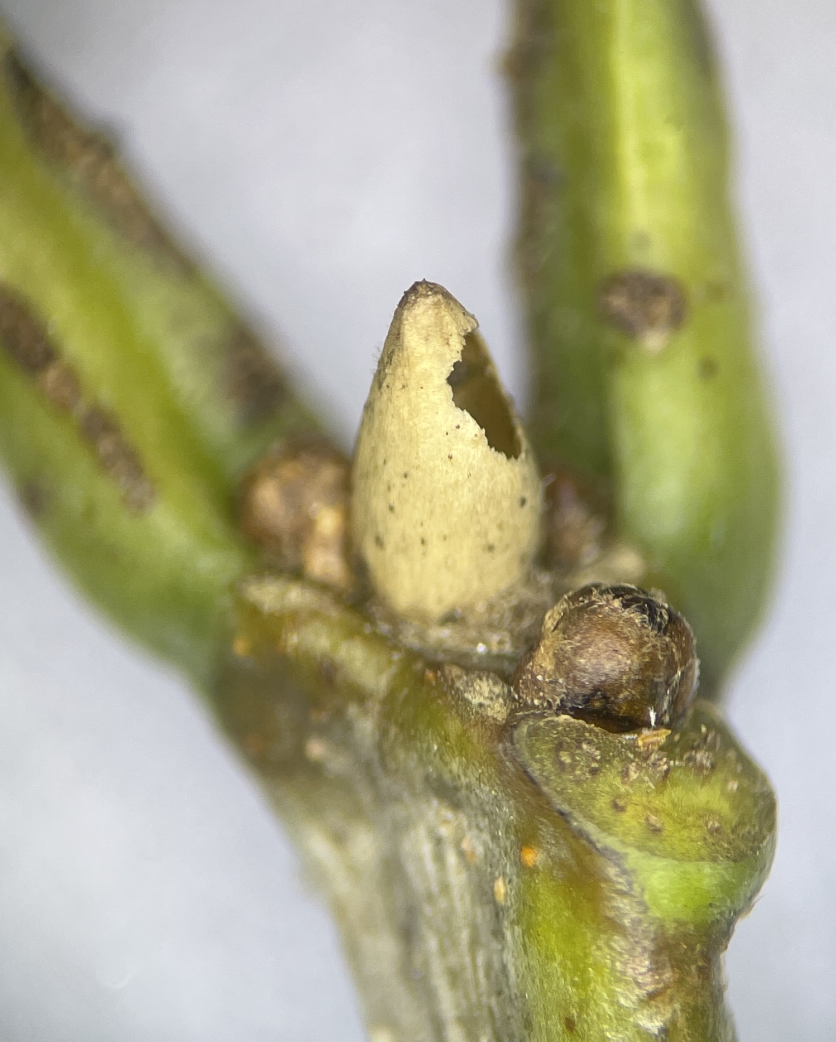 Gall image