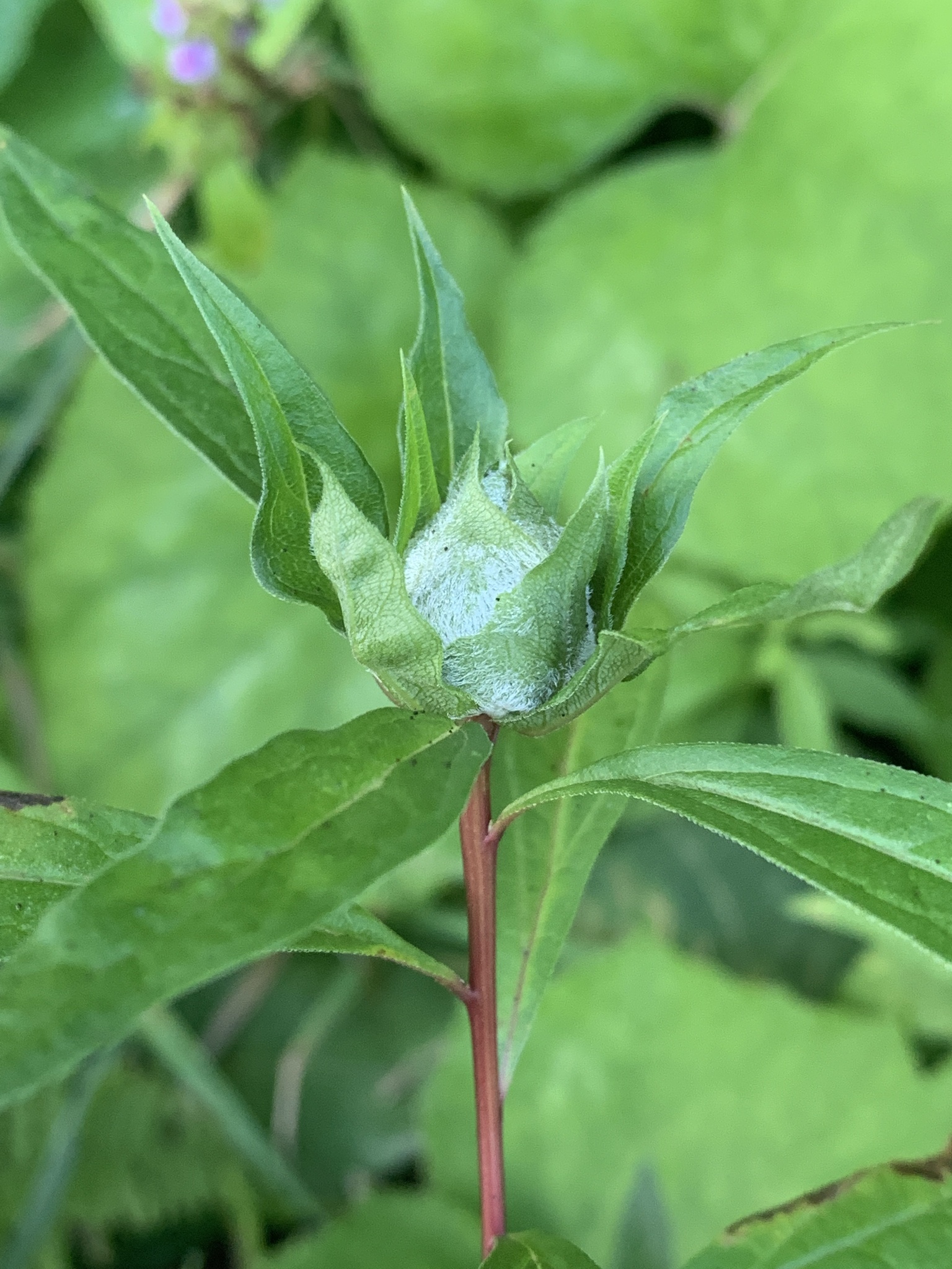 Gall image