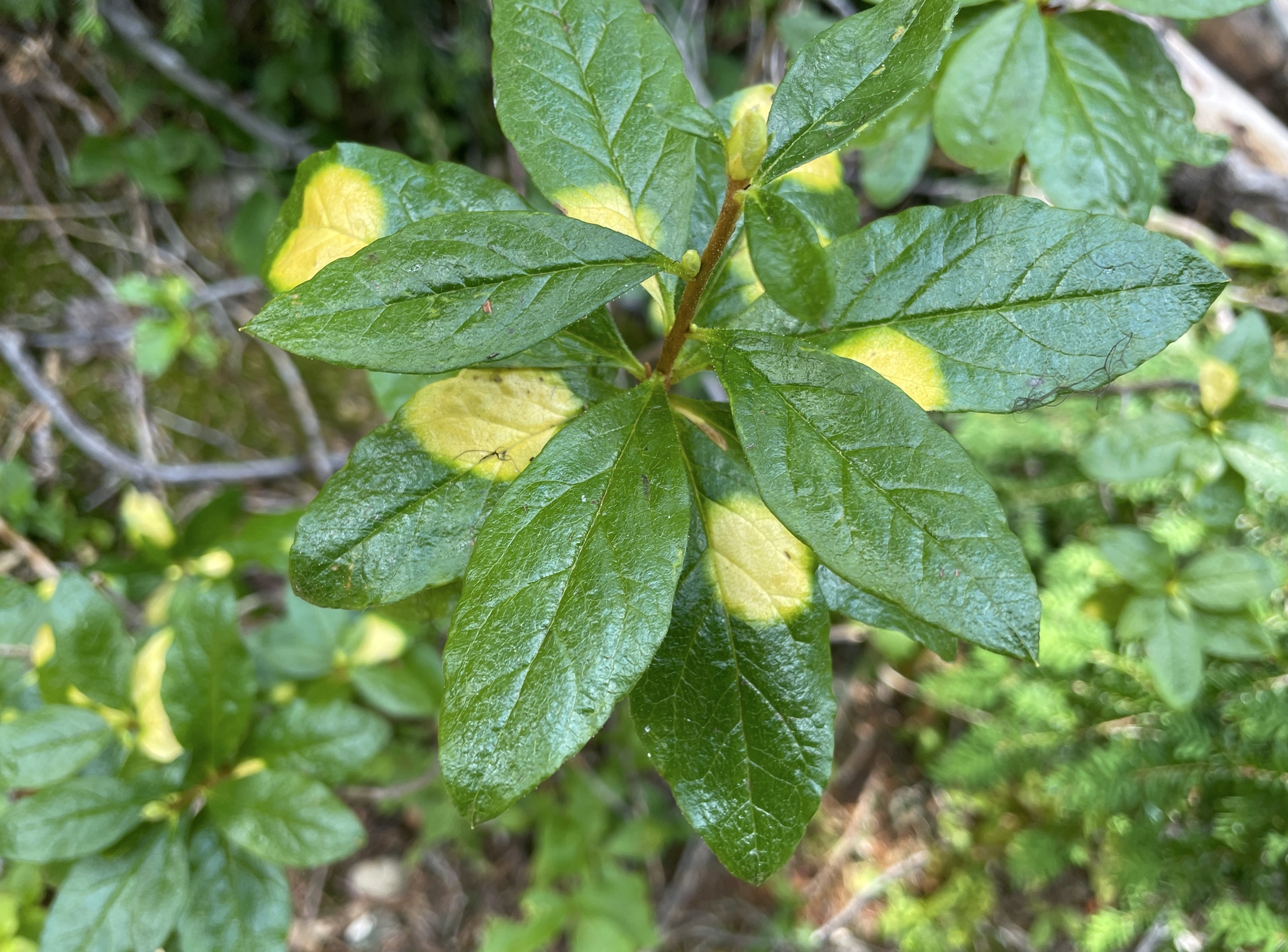 Gall image