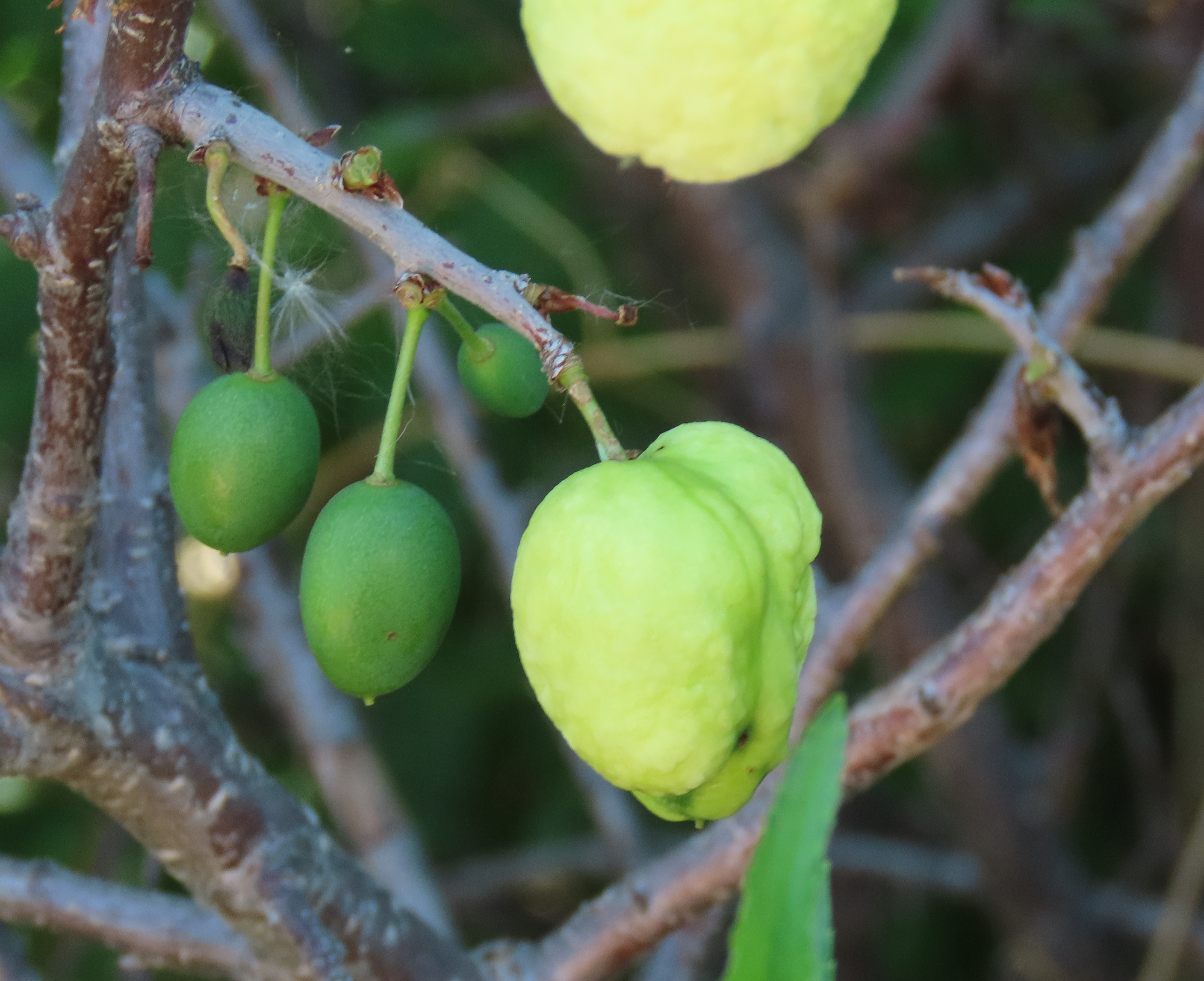 Gall image