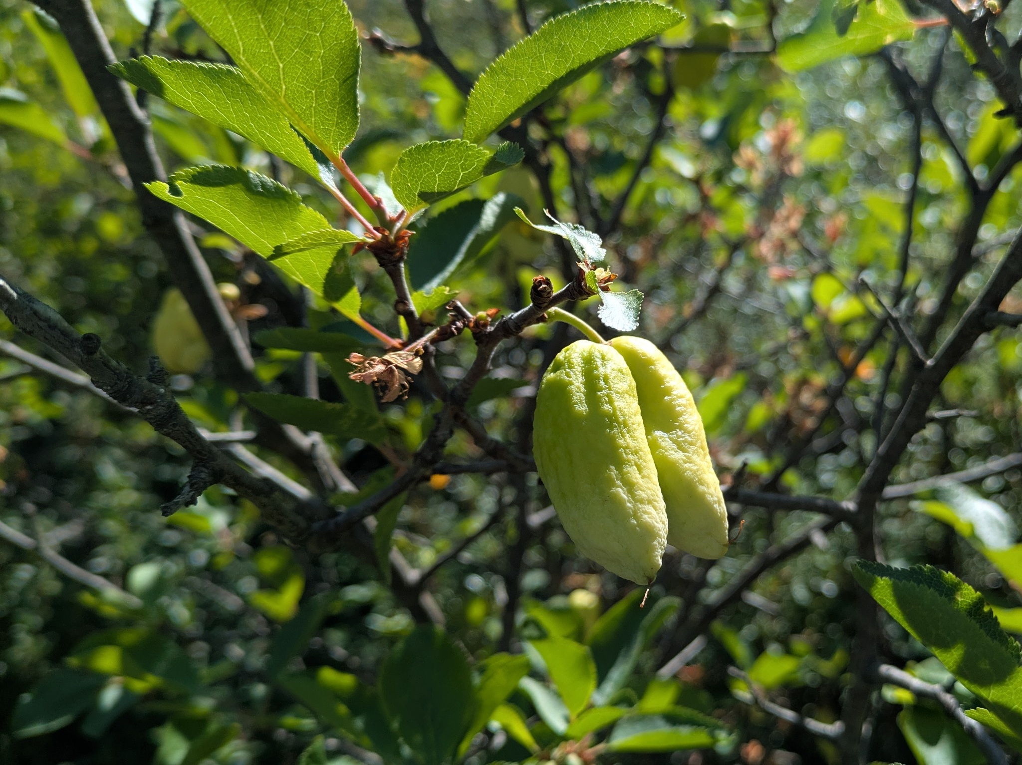 Gall image