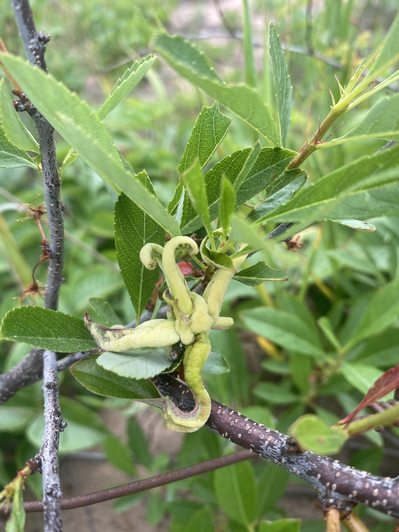 Gall image