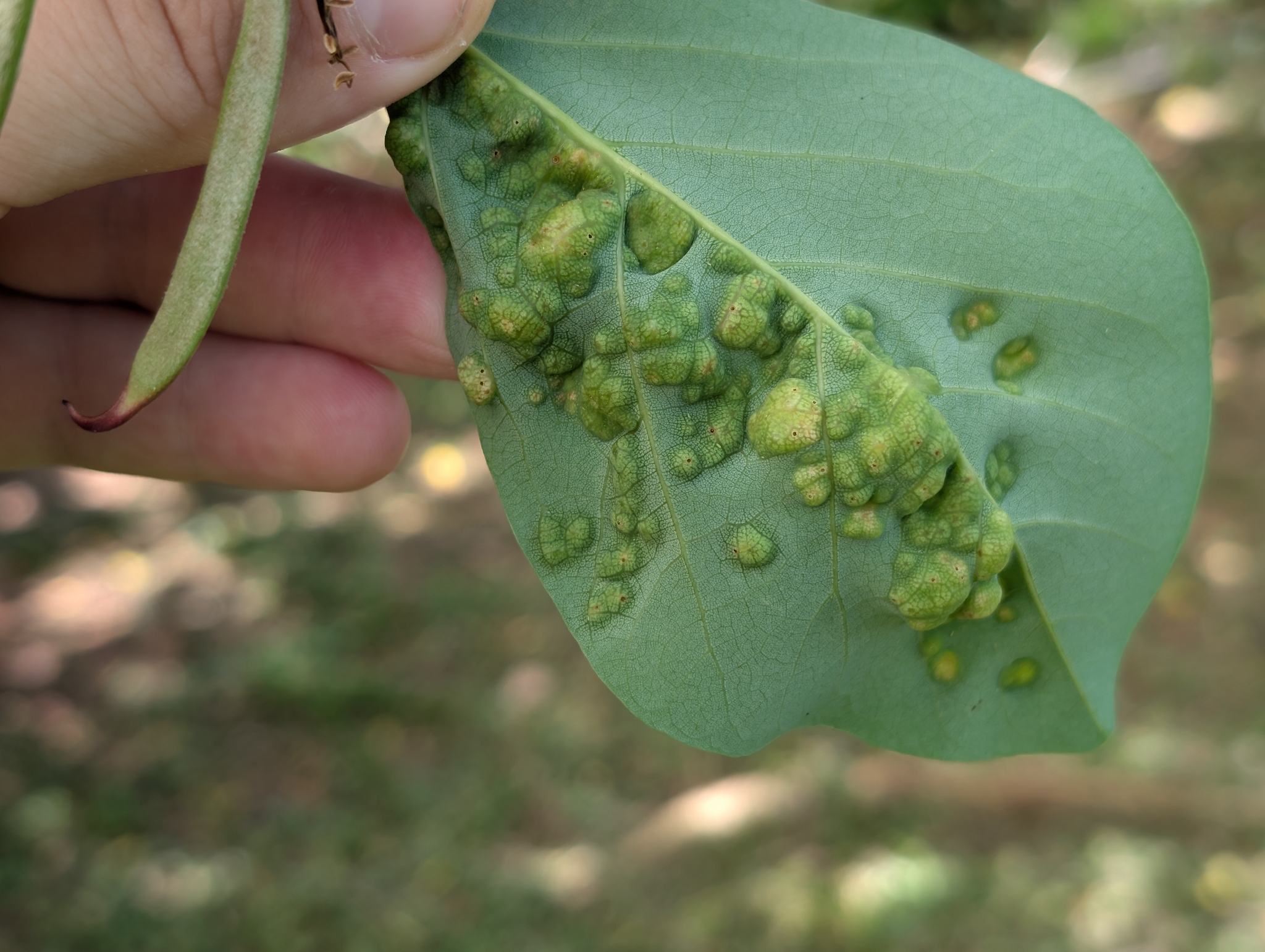 Gall image
