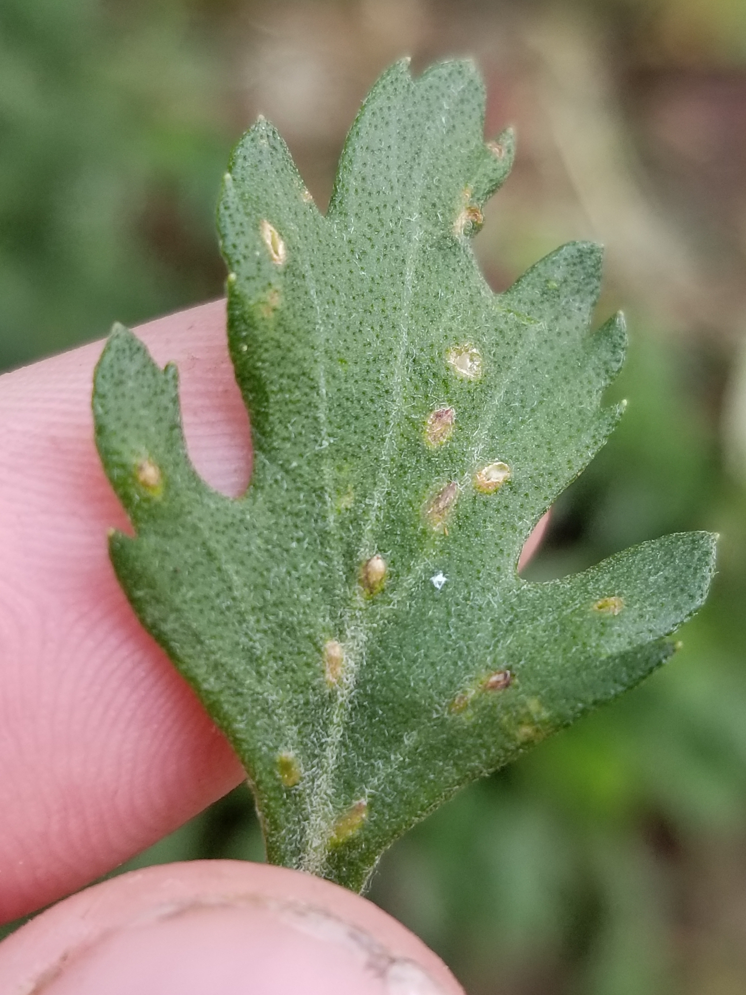 Gall image