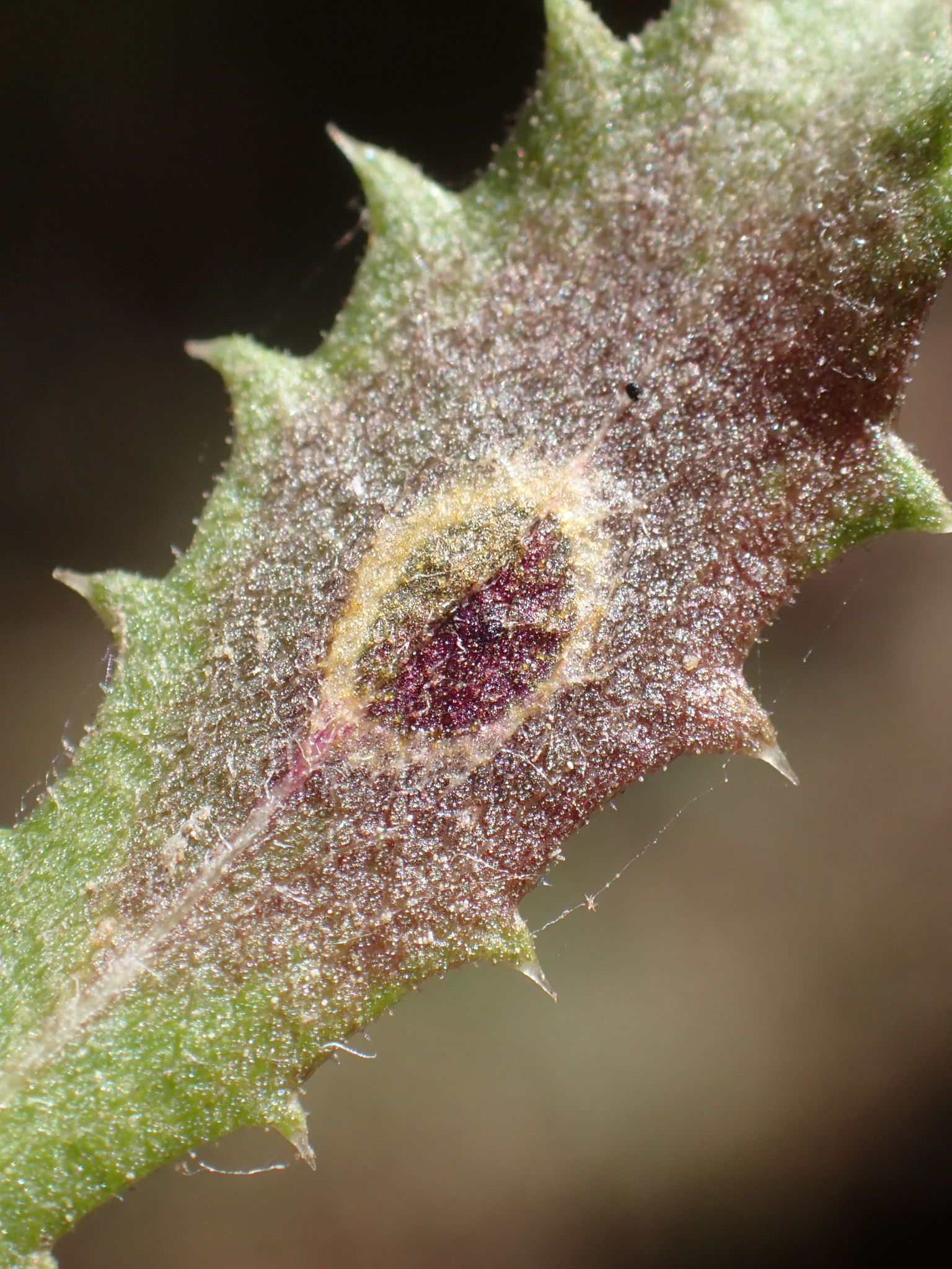 Gall image