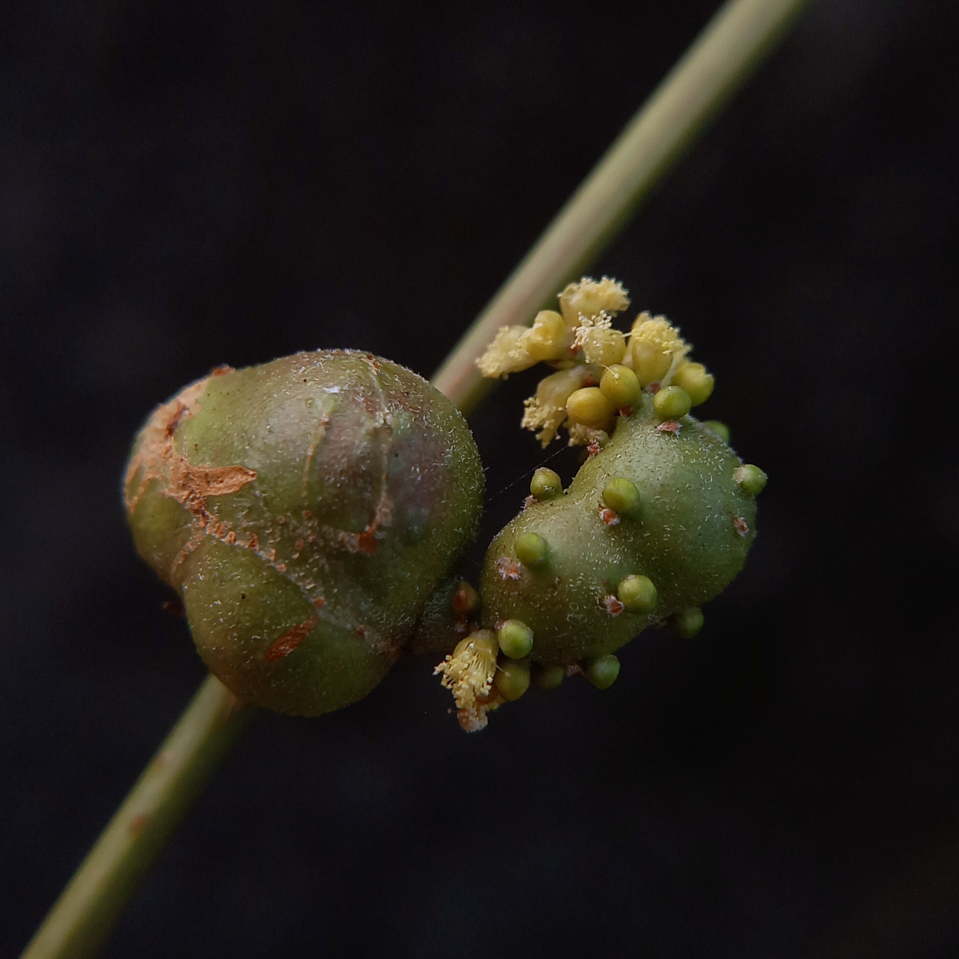Gall image