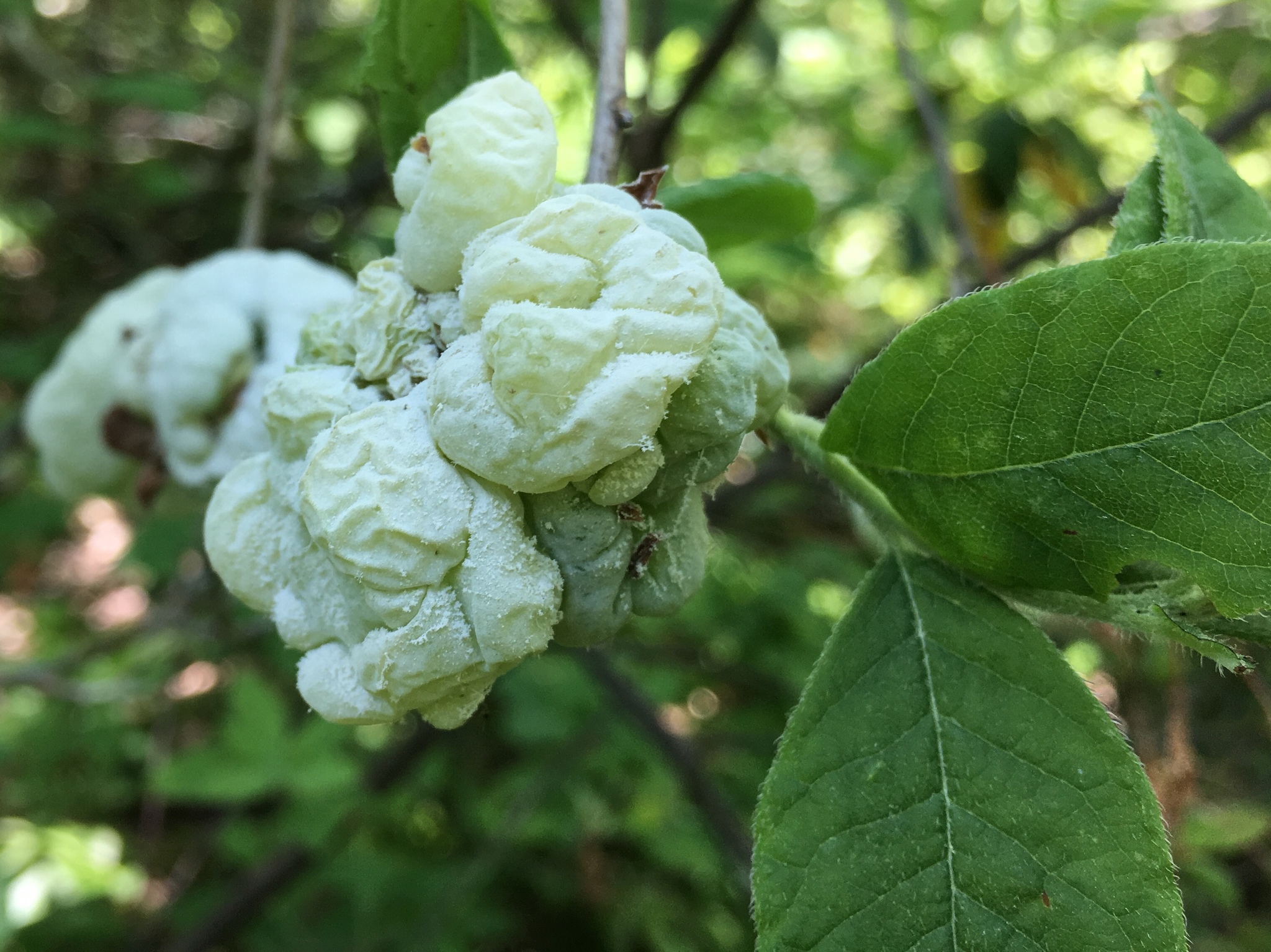 Gall image