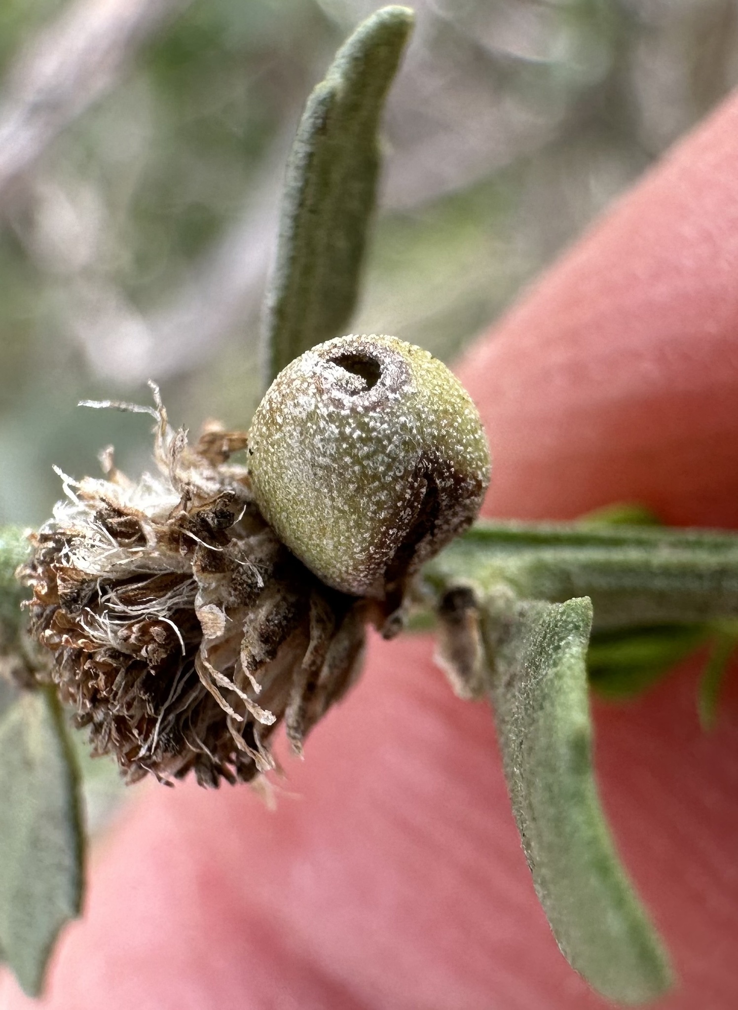 Gall image