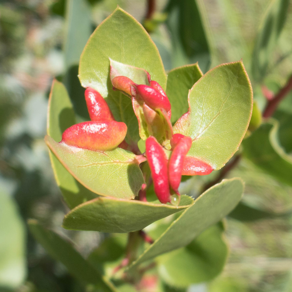 image of Tamalia glaucensis