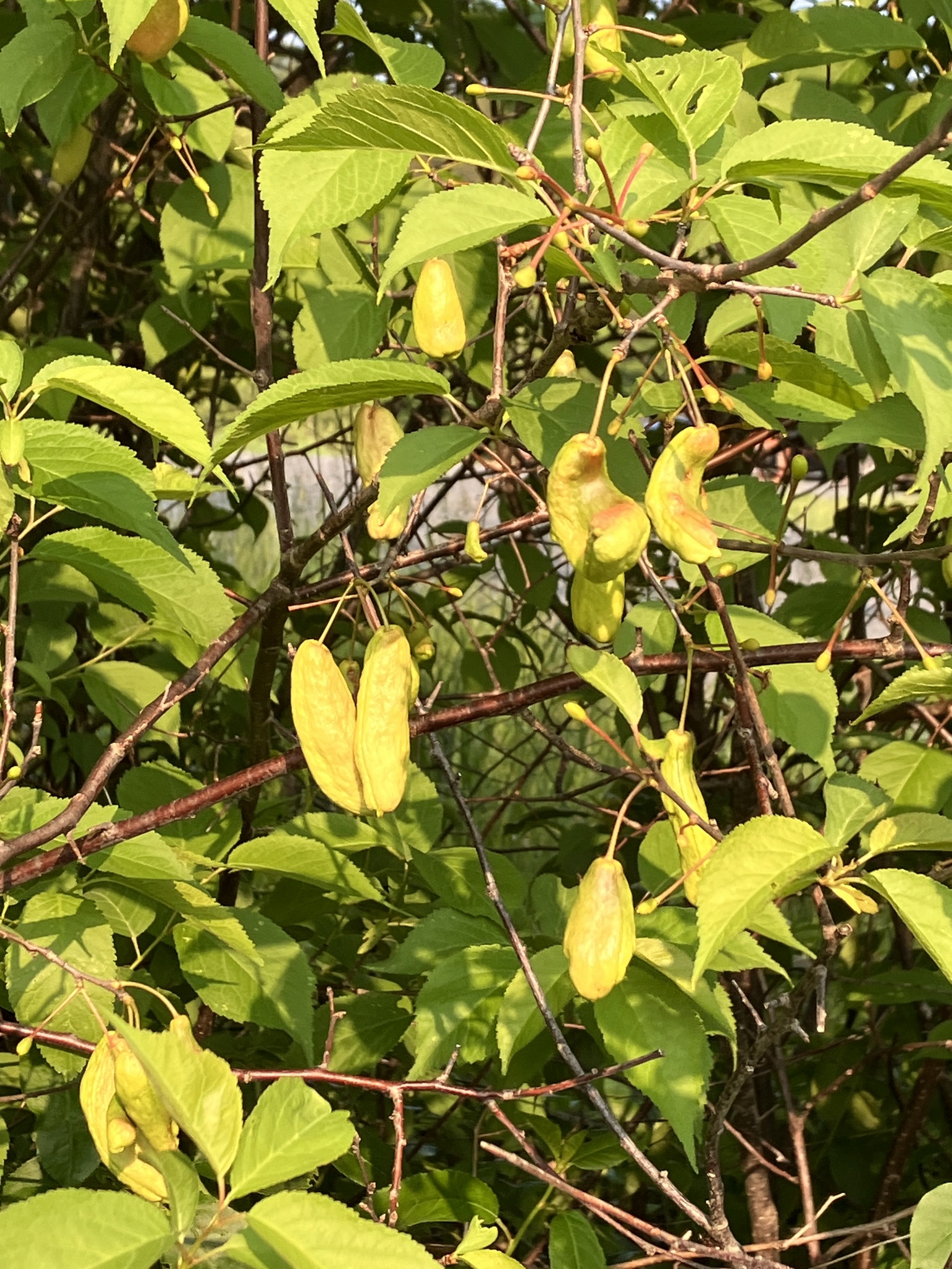 Gall image
