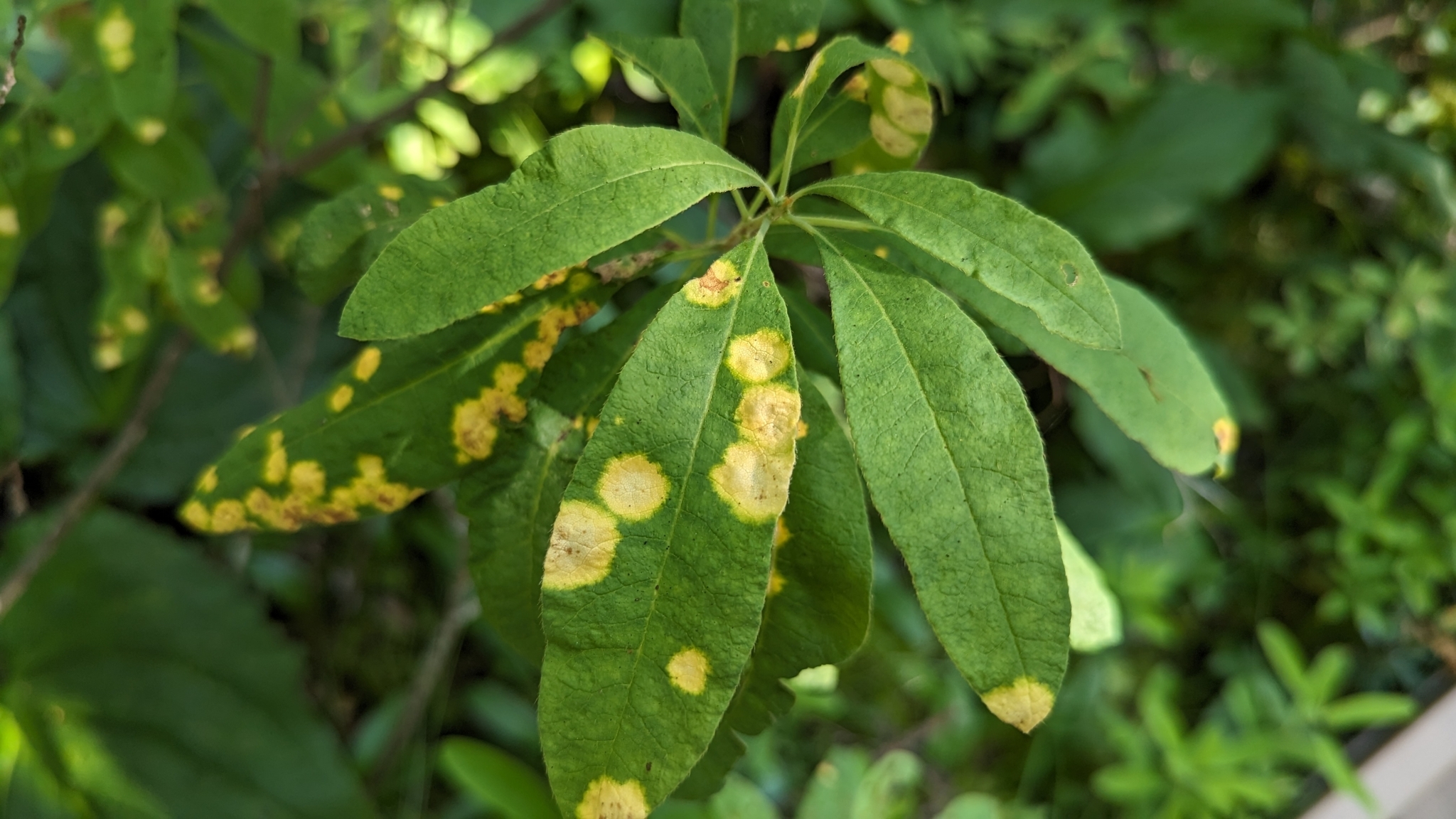 Gall image