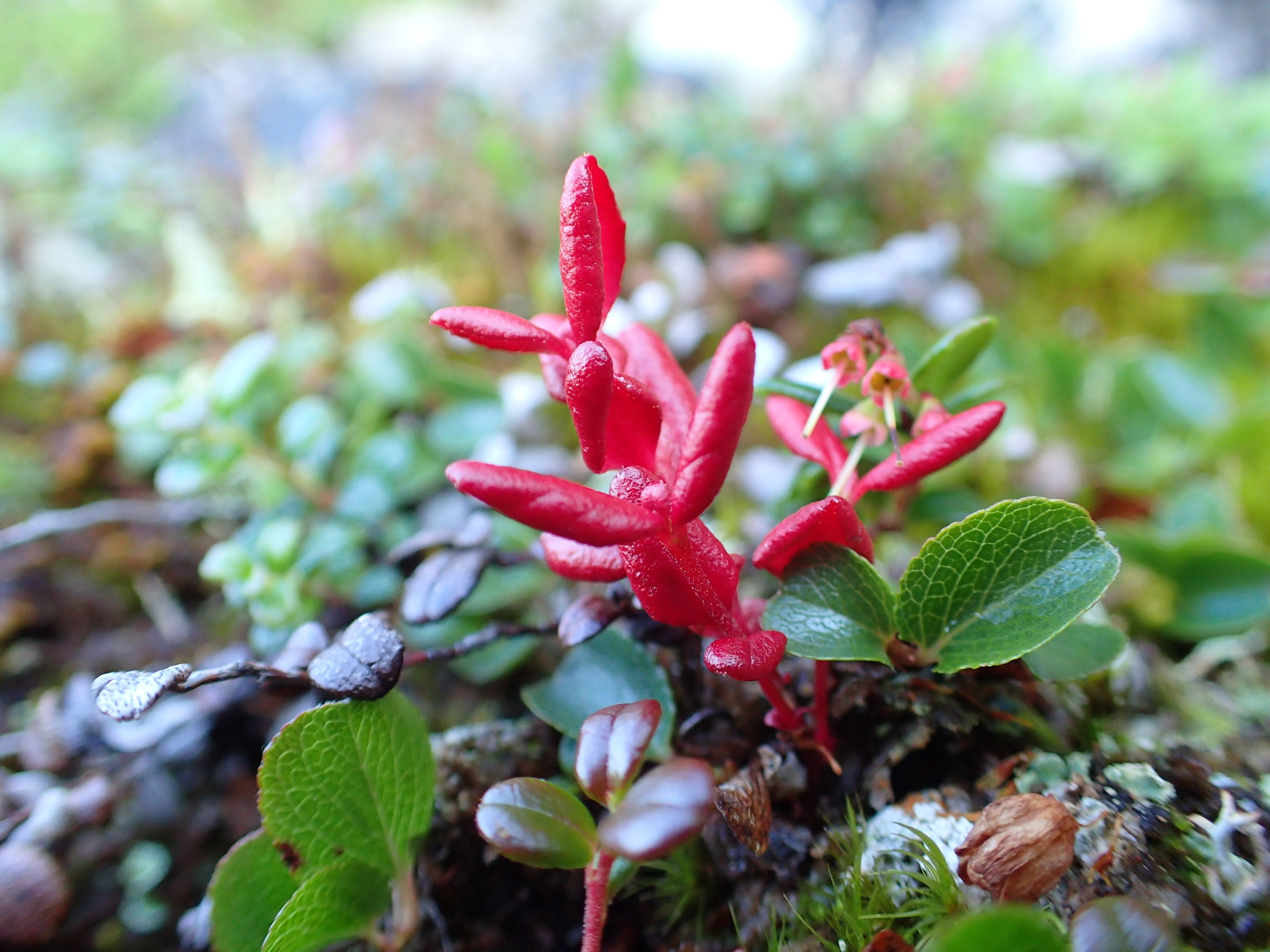 Gall image