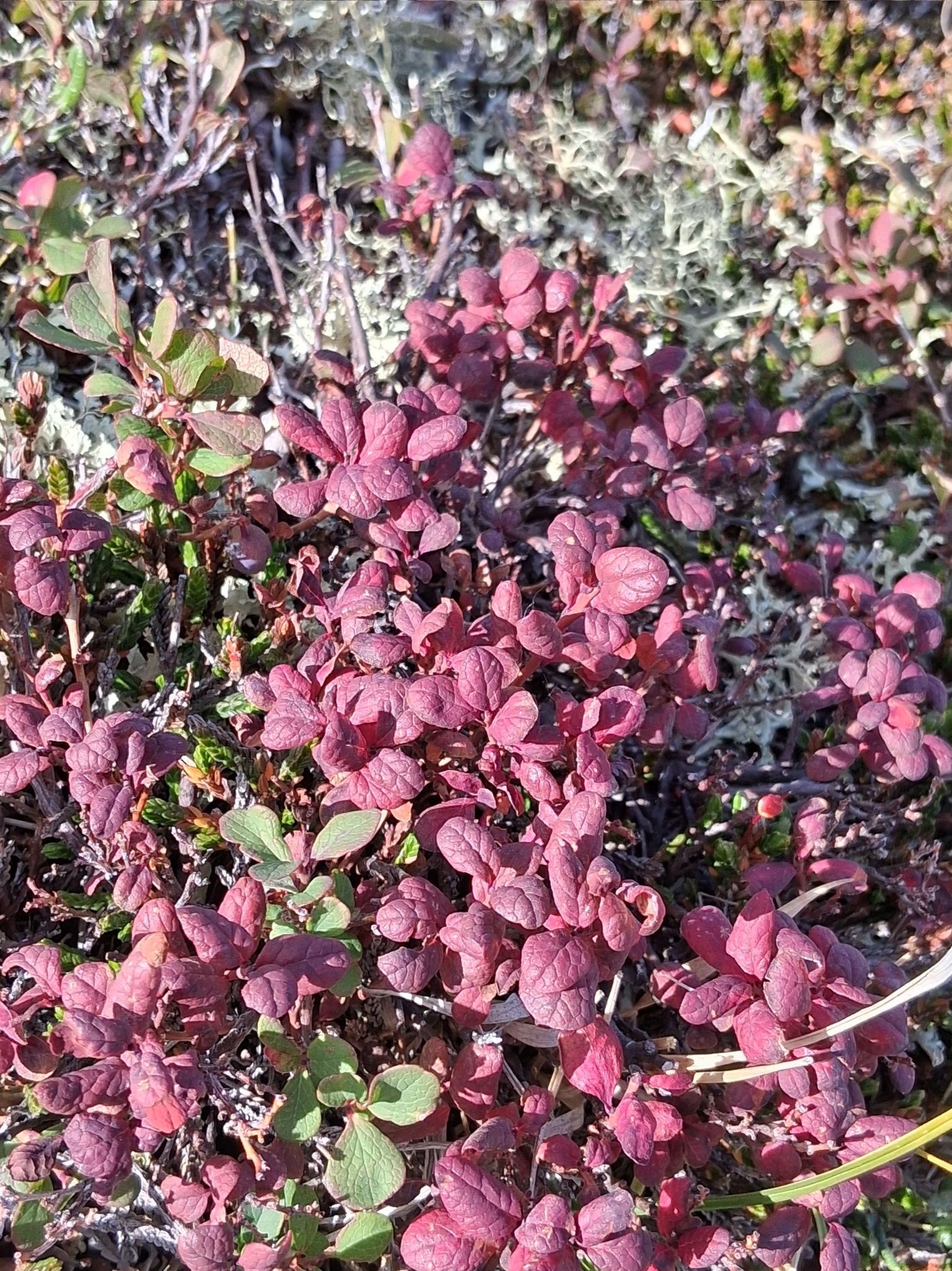 Gall image