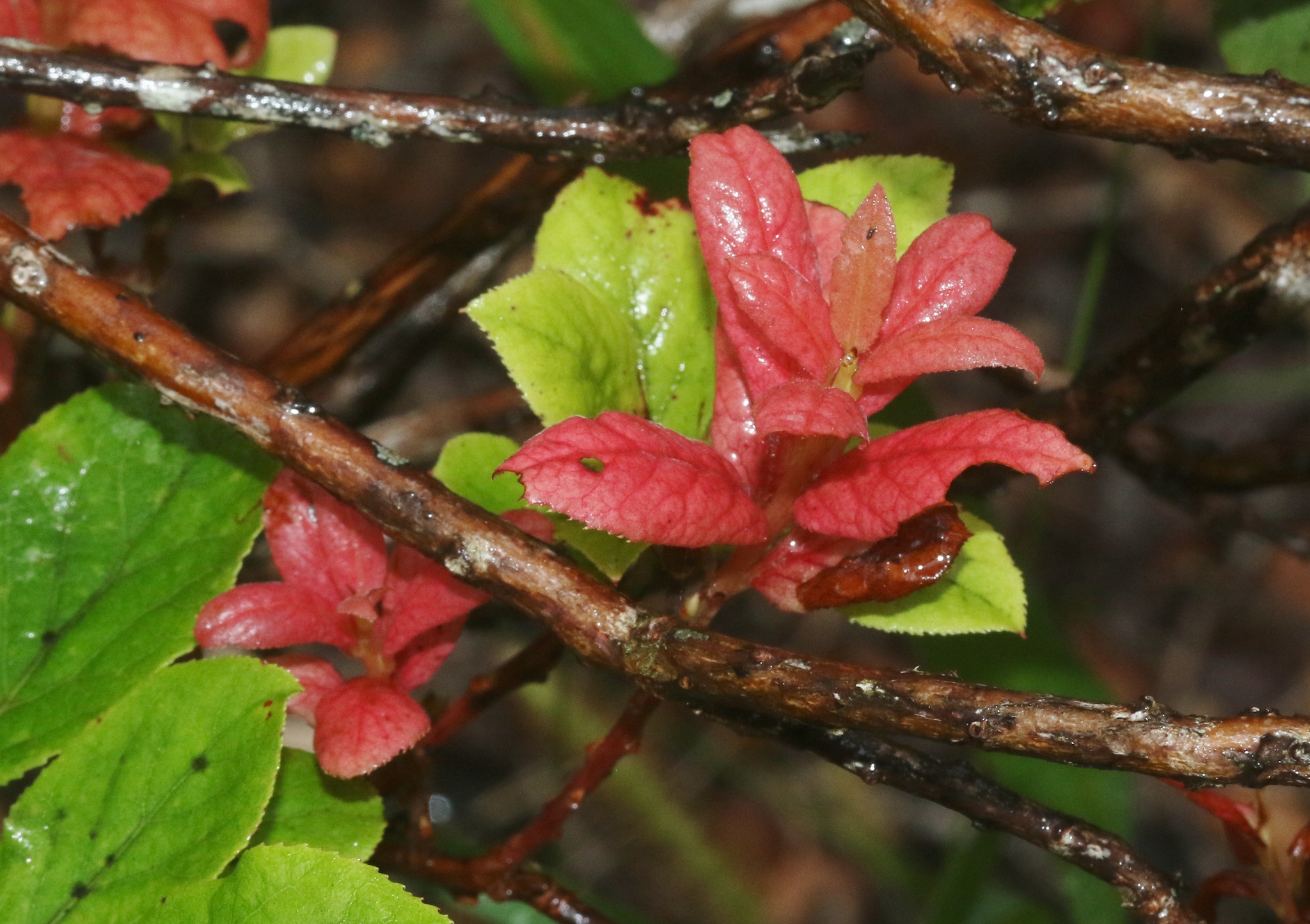 Gall image