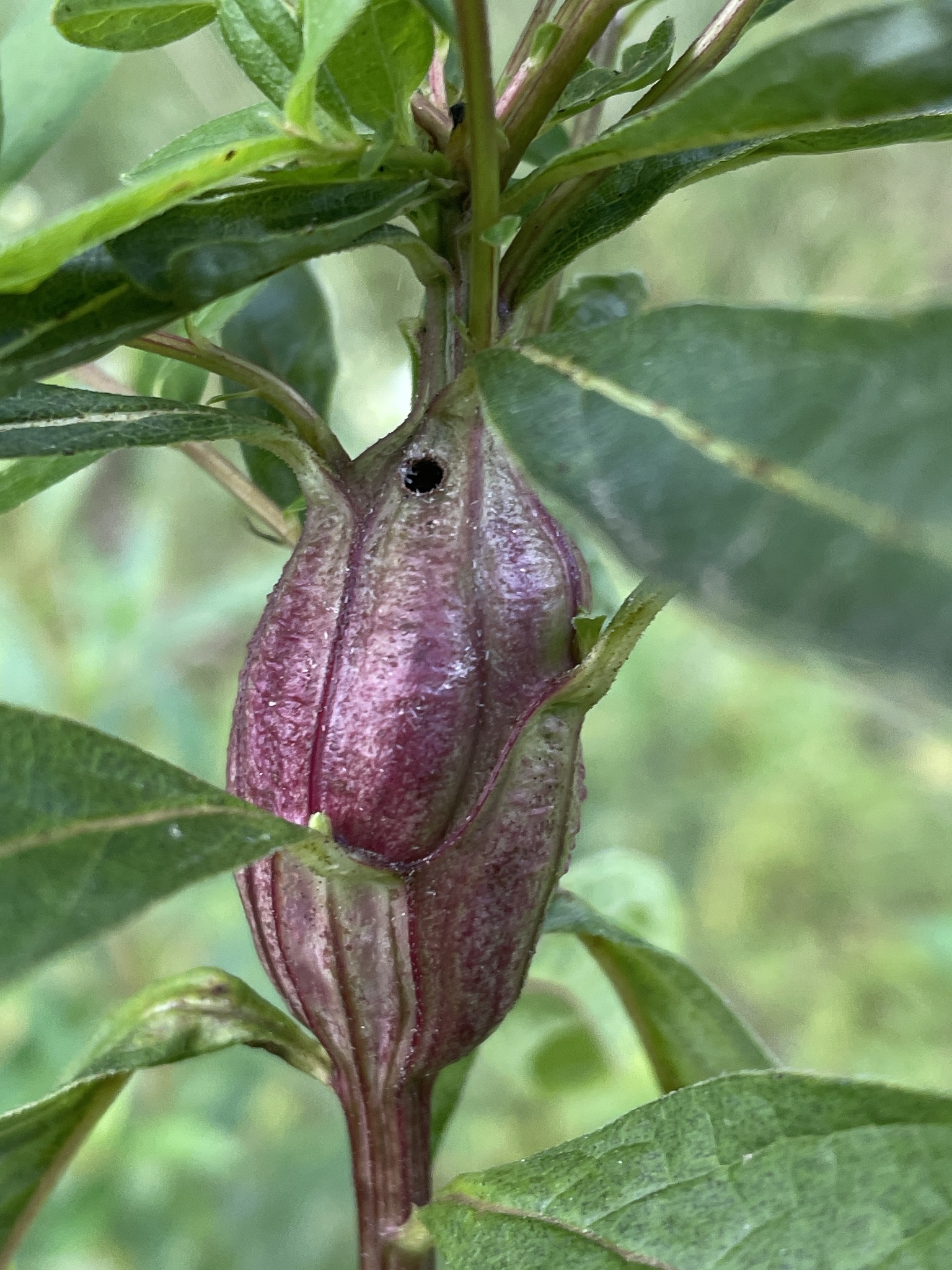 Gall image