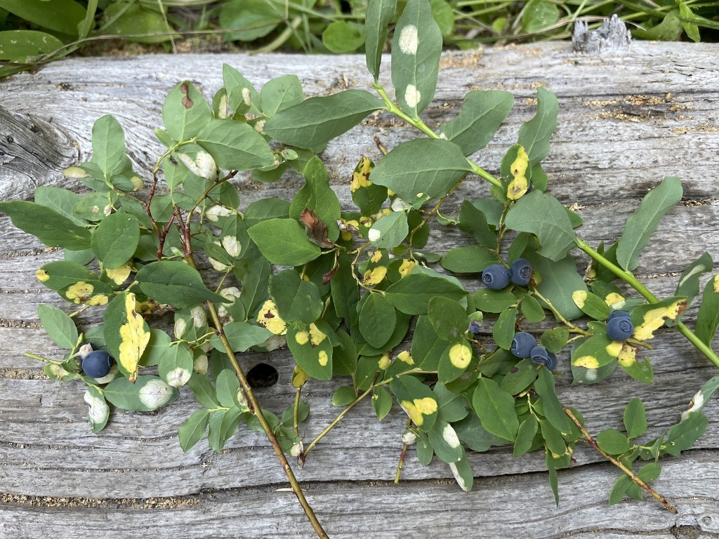 Gall image