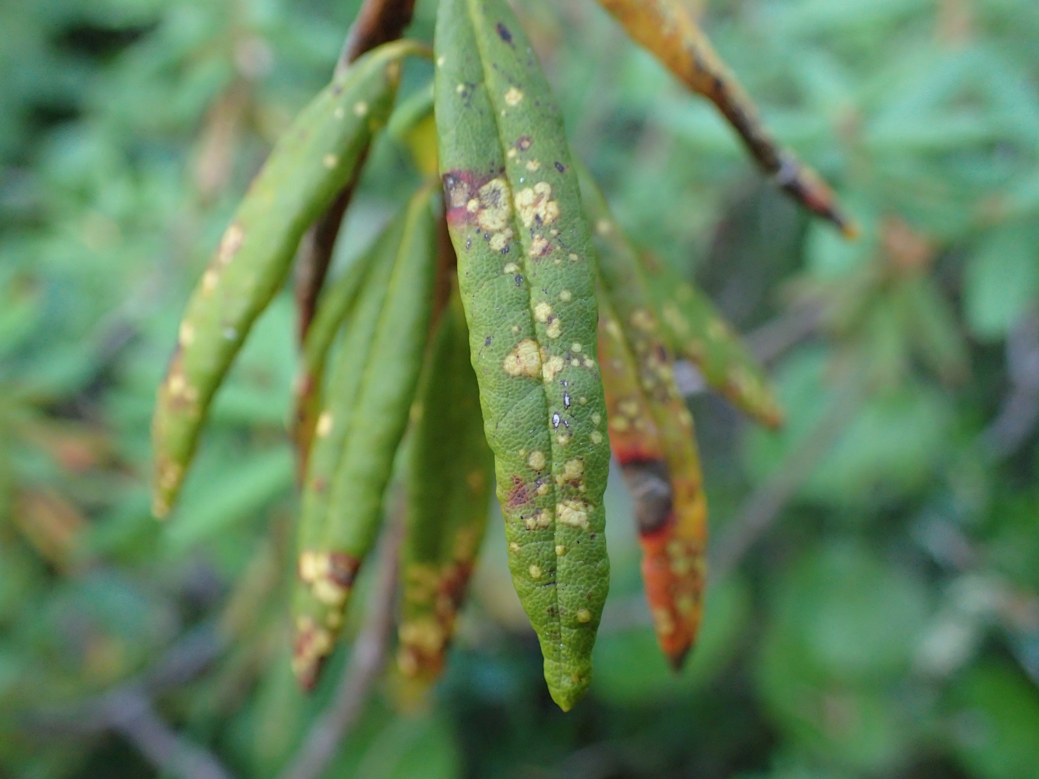 Gall image
