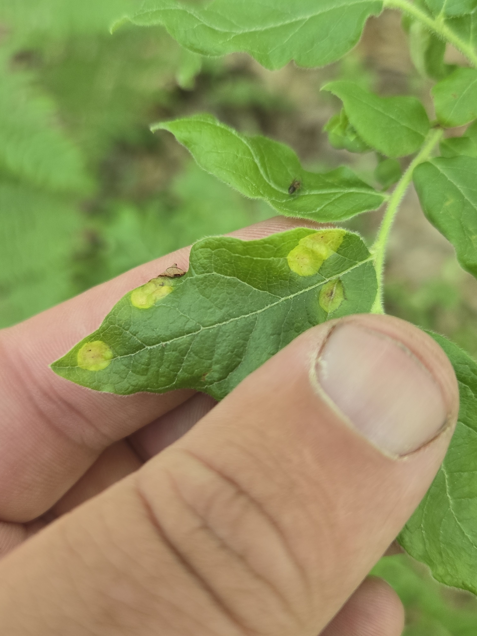 Gall image