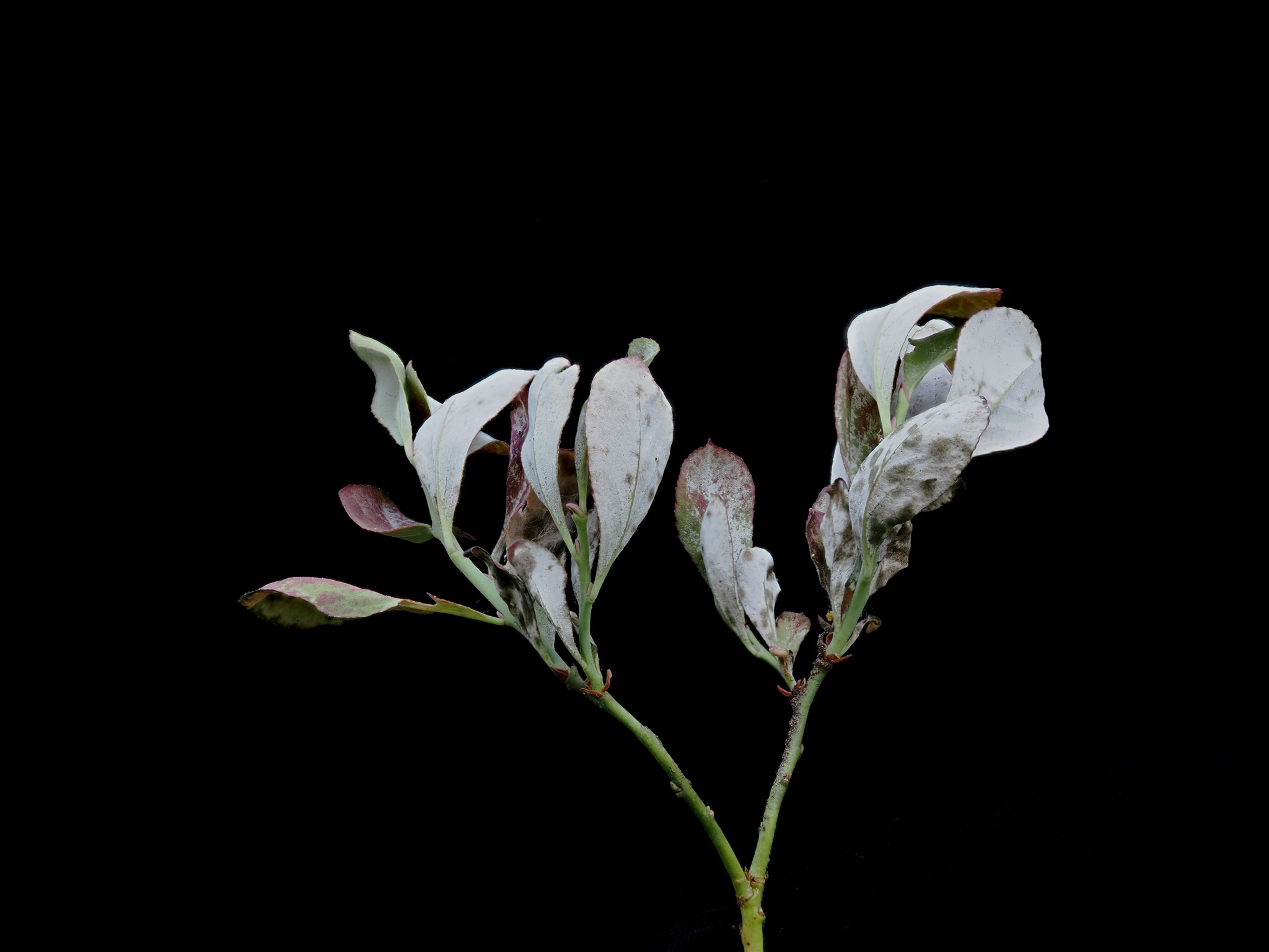Gall image