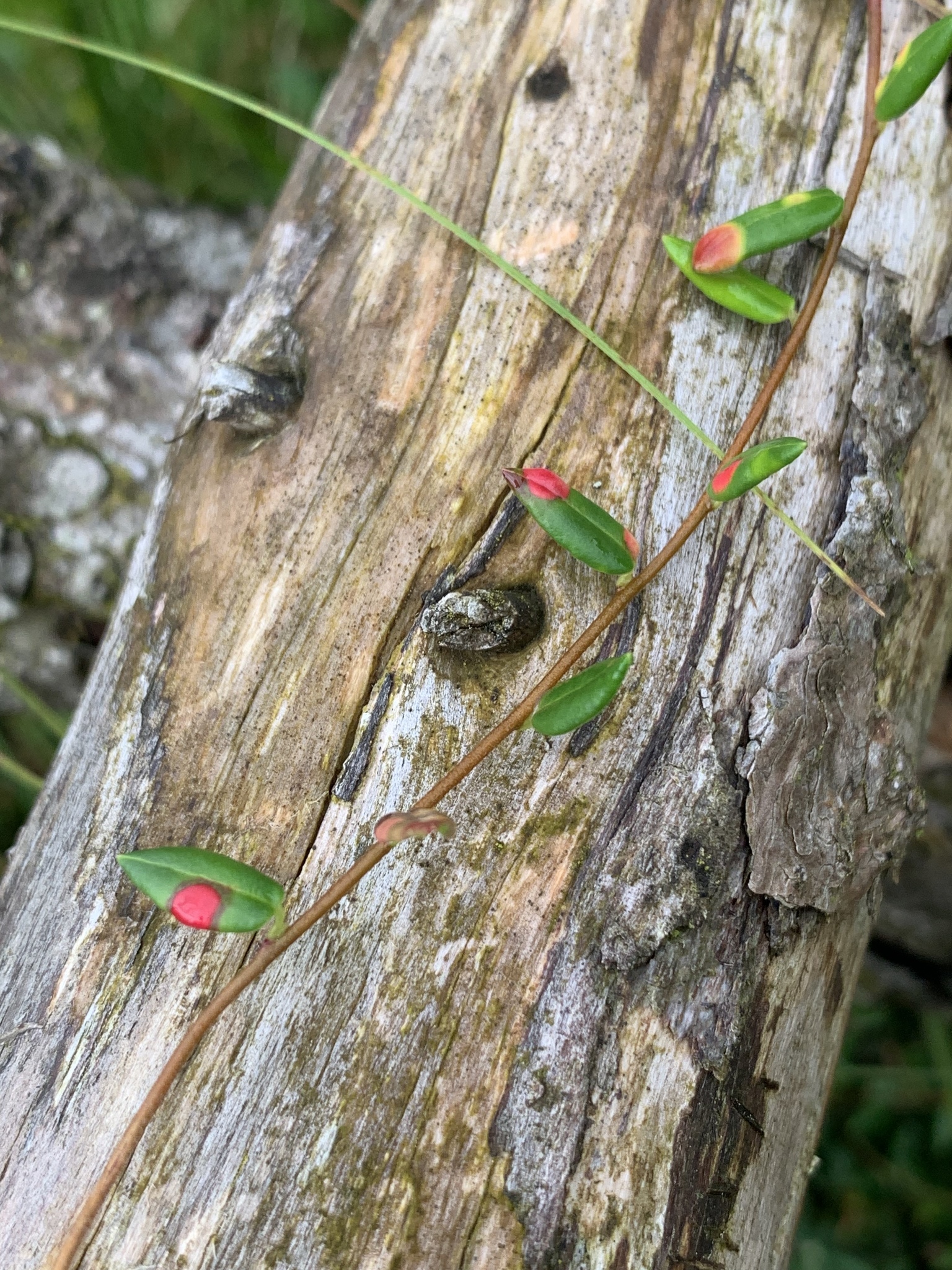Gall image
