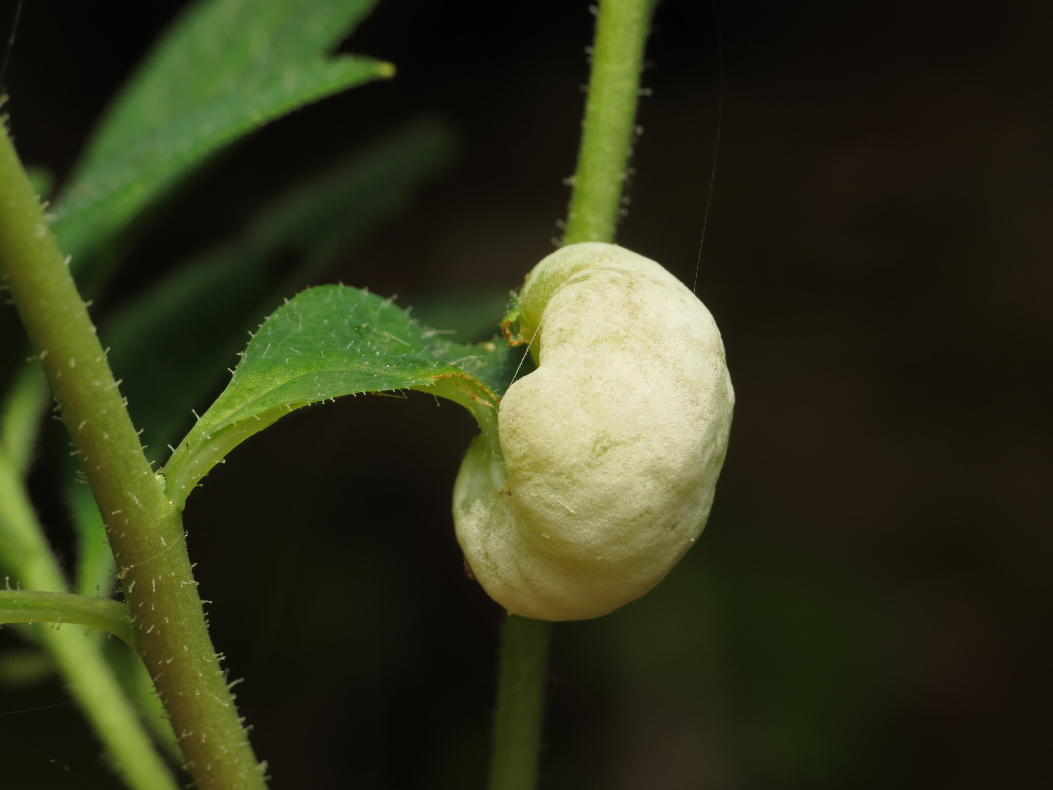 Gall image