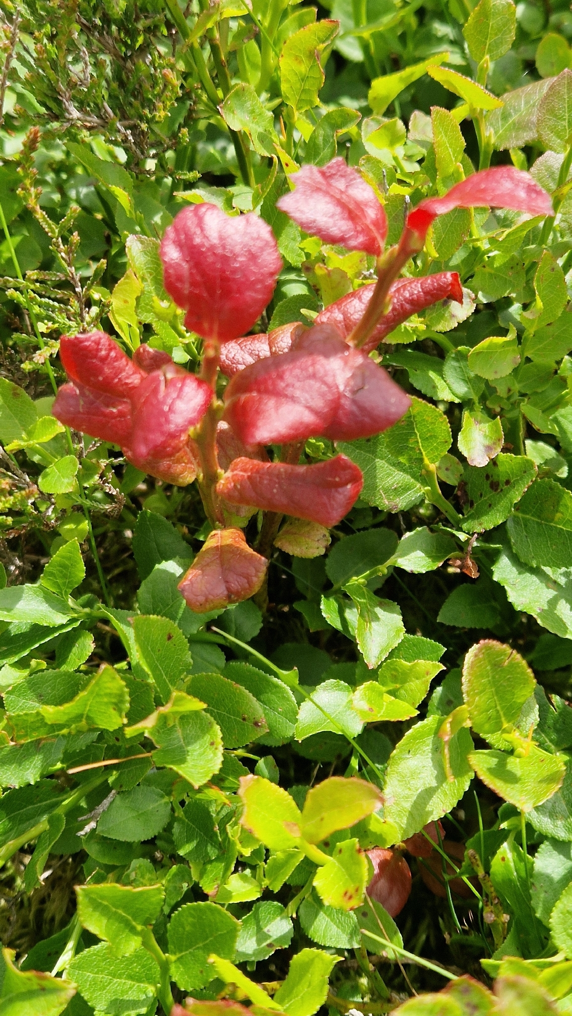 Gall image