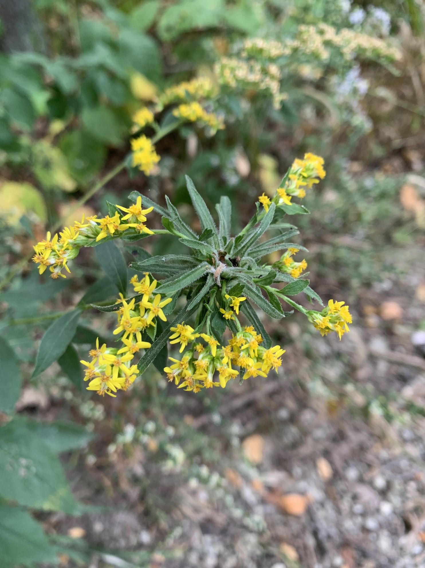 image of Asphondylia s-ulmifolia-bud-rosette-gall