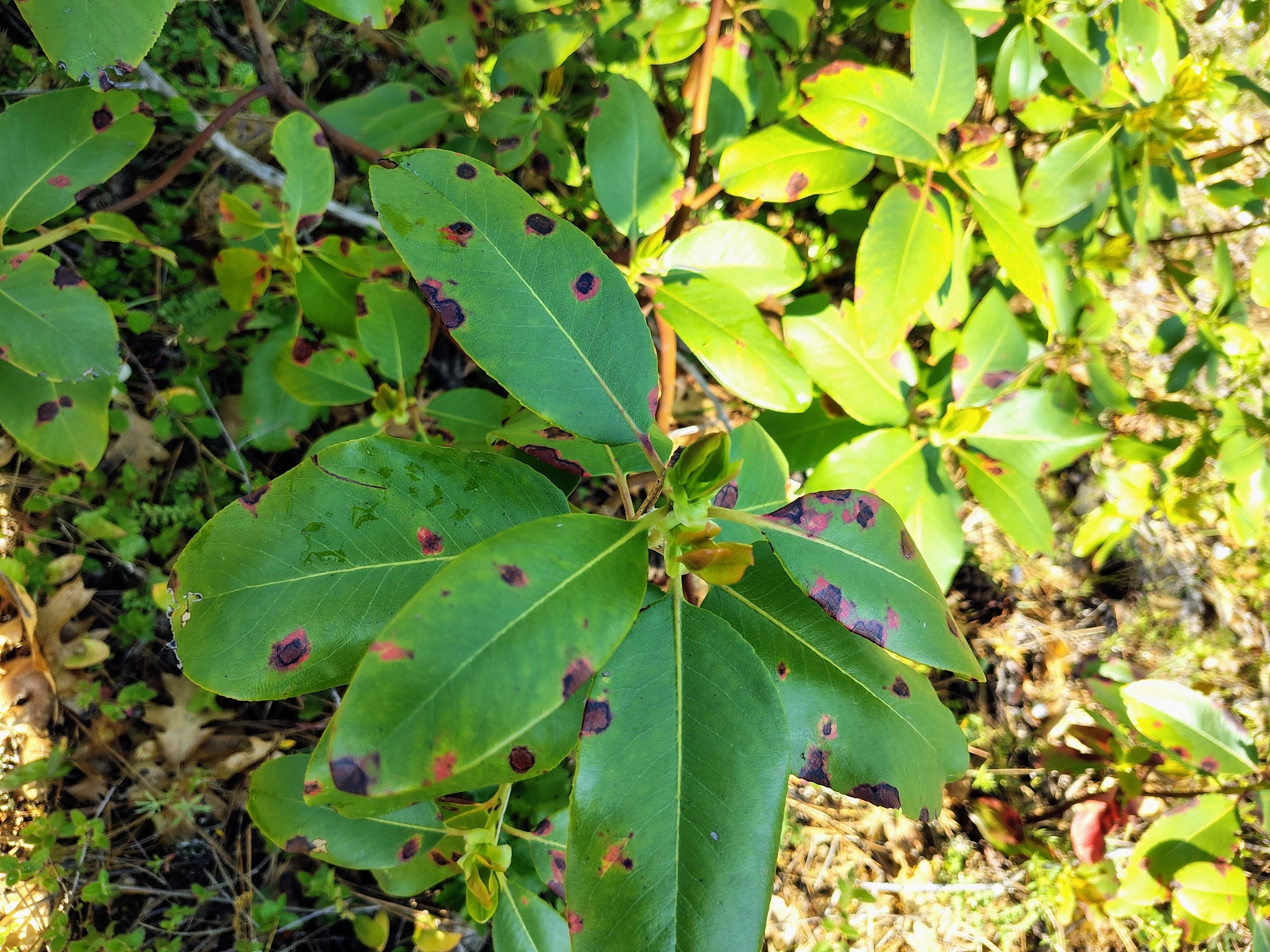 Gall image