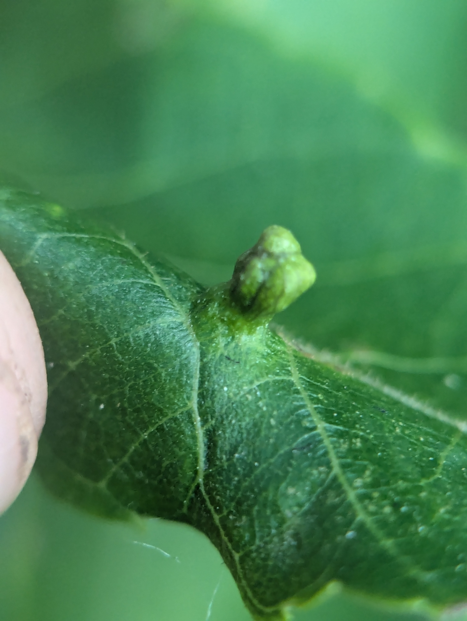 Gall image
