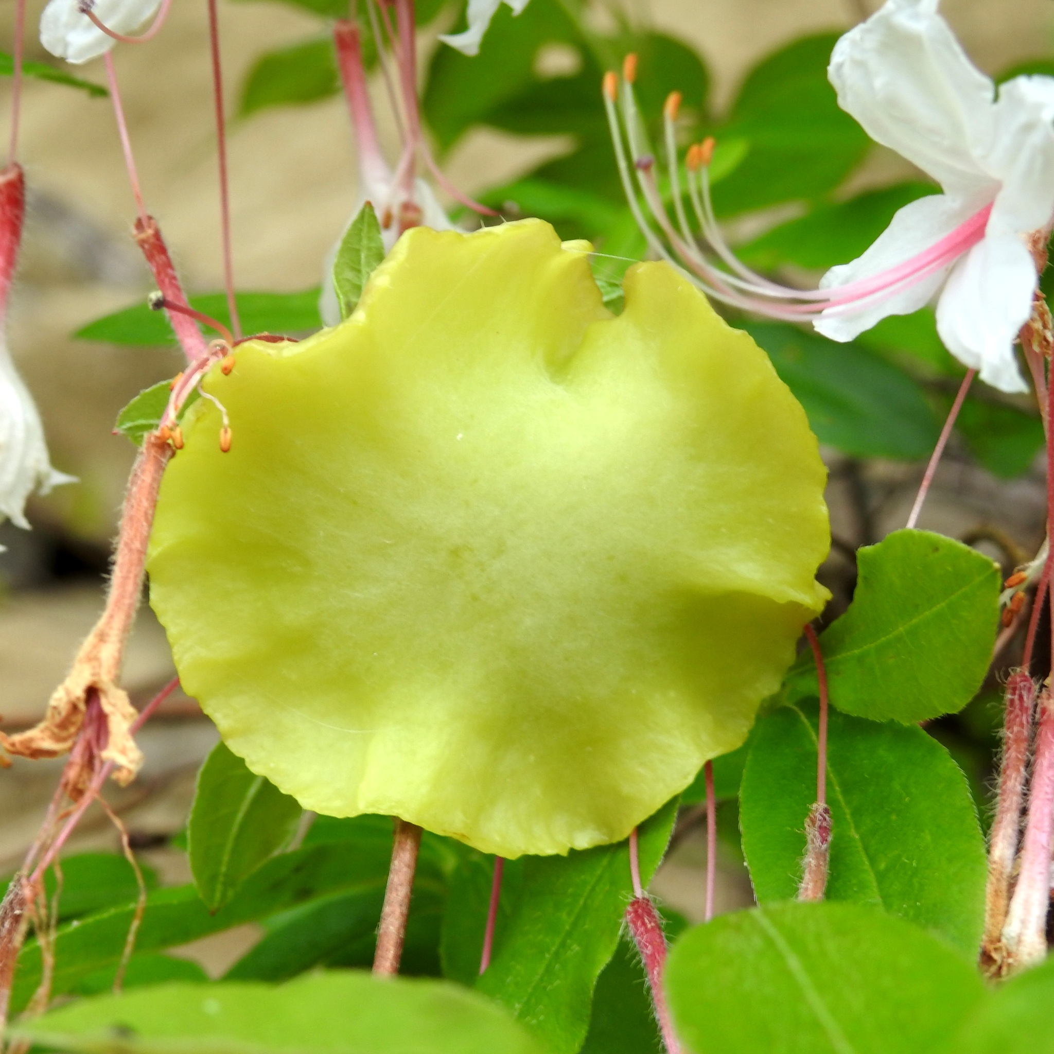 Gall image