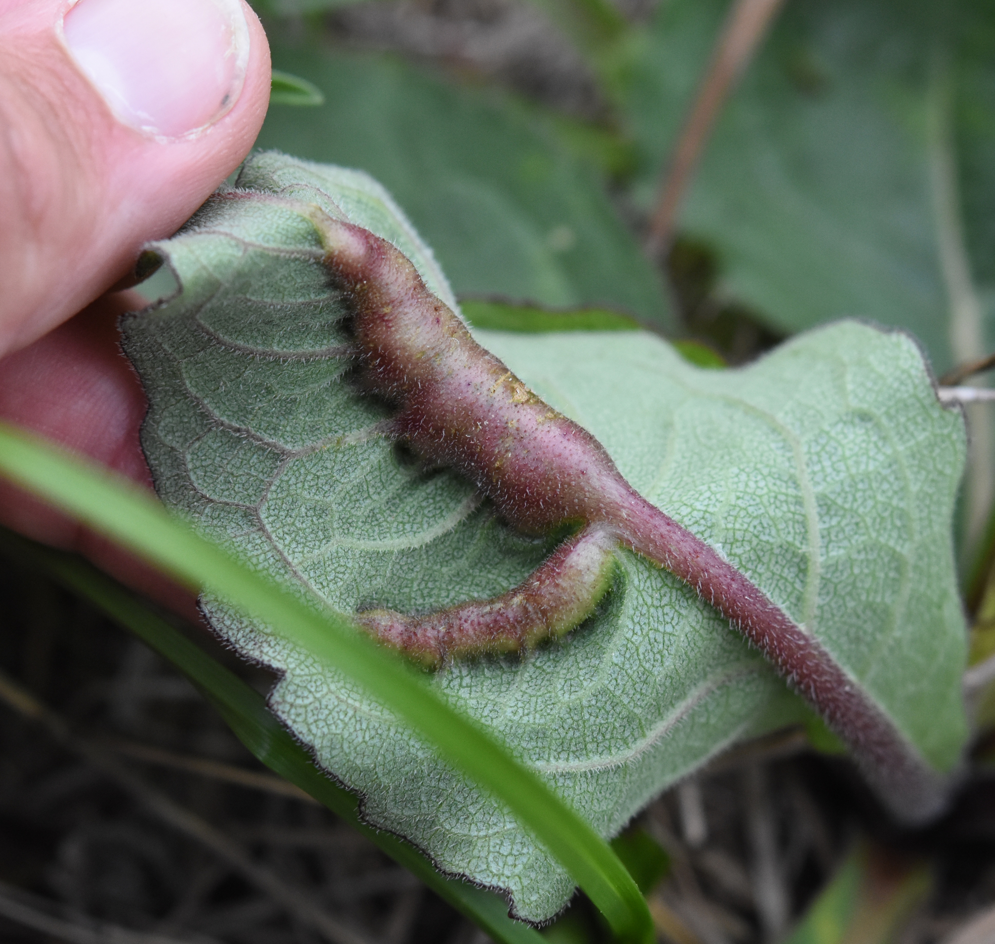 Gall image