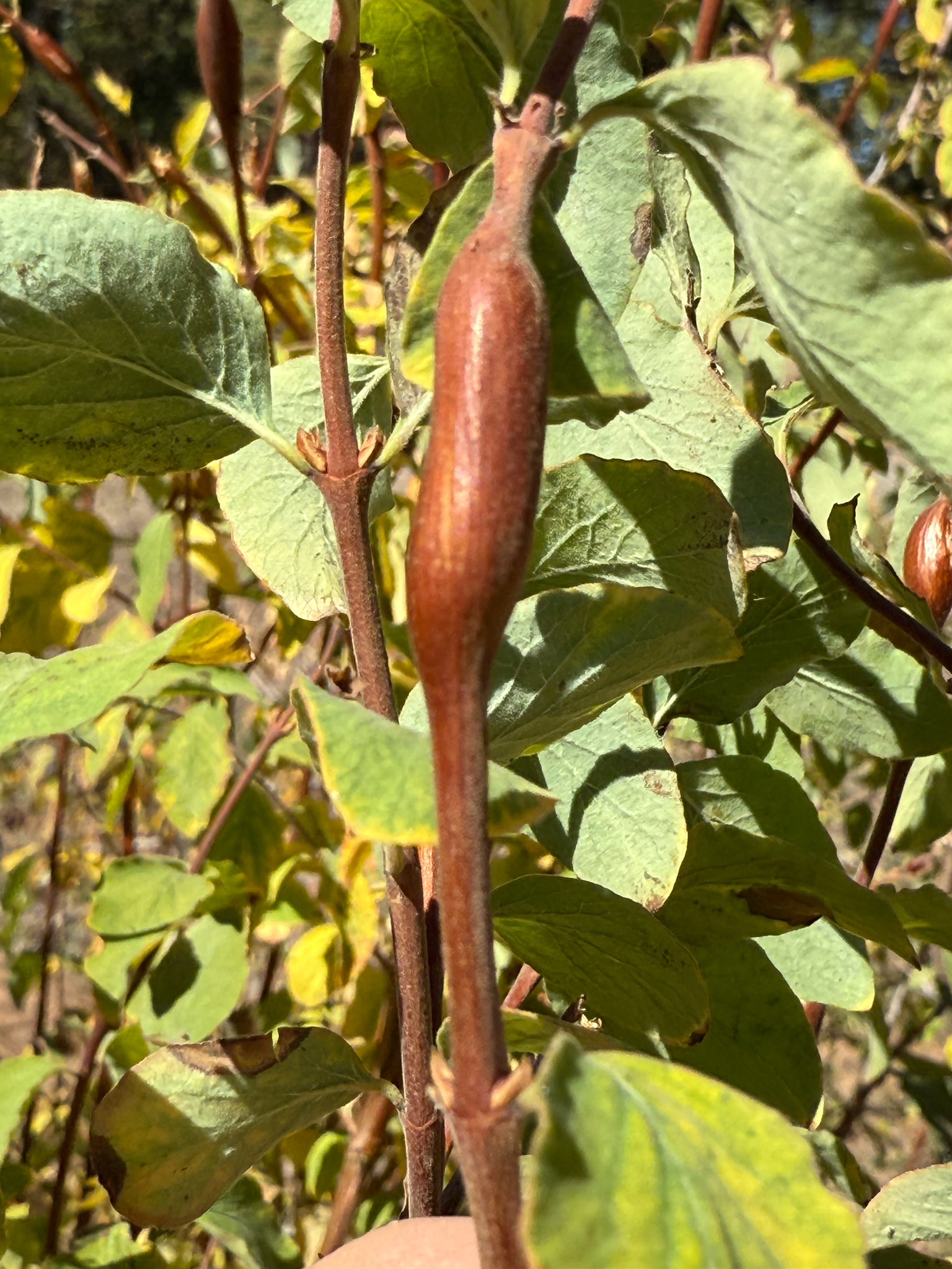 Gall image