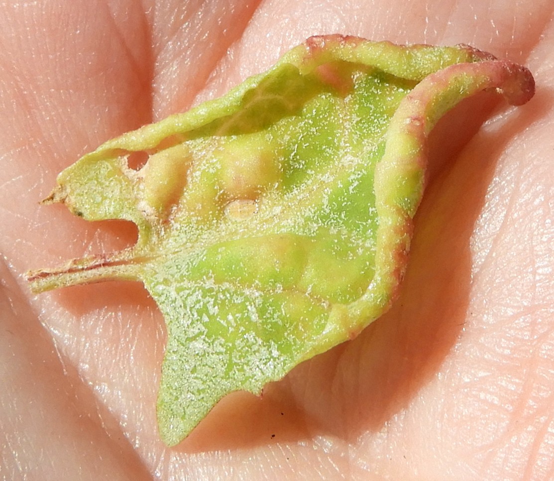 image of Heterotrioza chenopodii